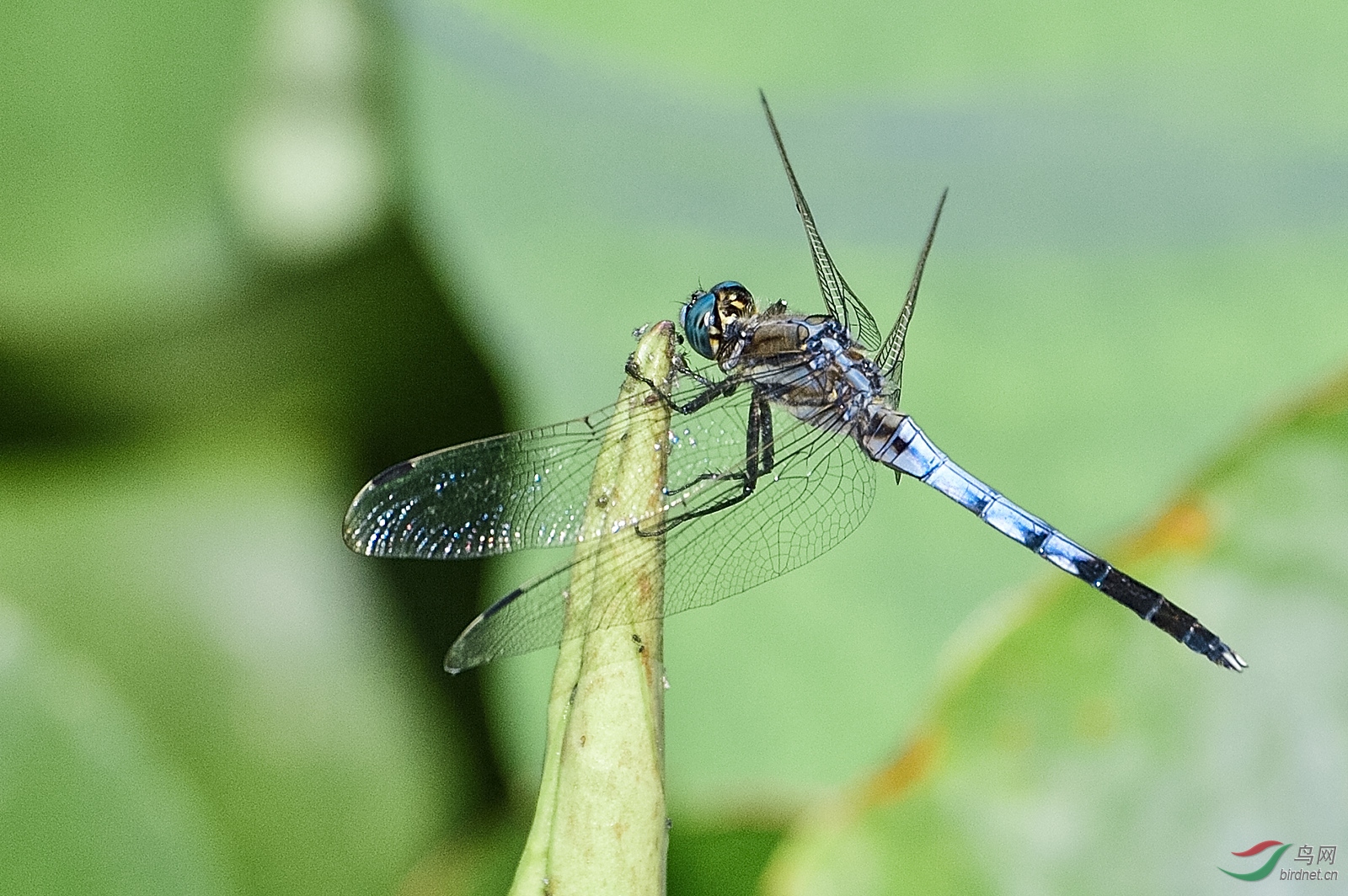 _D4S3345_4288a.jpg