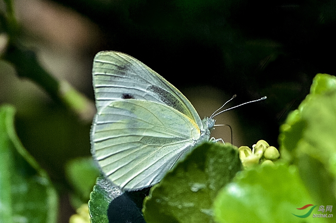 _D4S3389_4299a.jpg