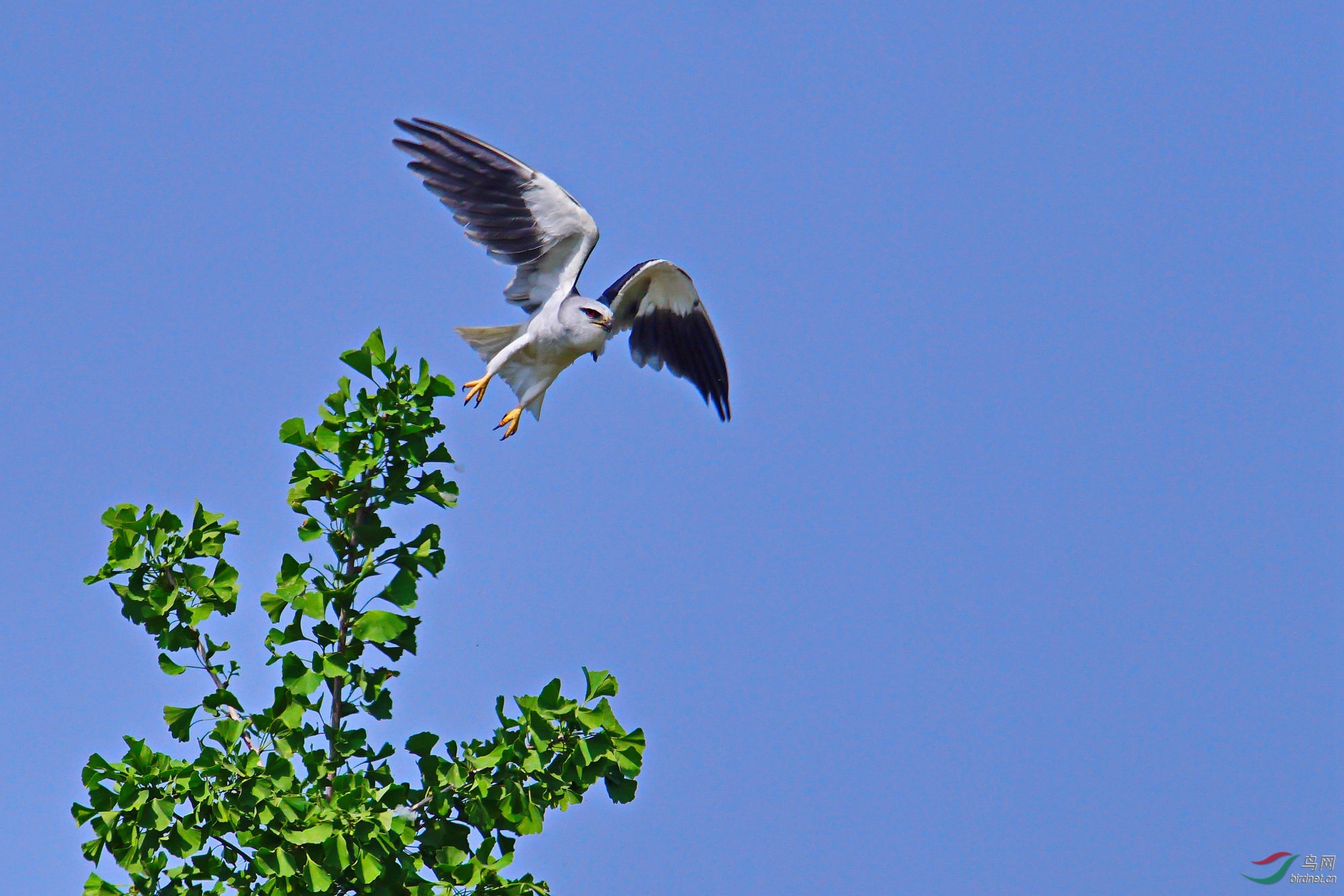 飞离银杏树的黑翅鸢