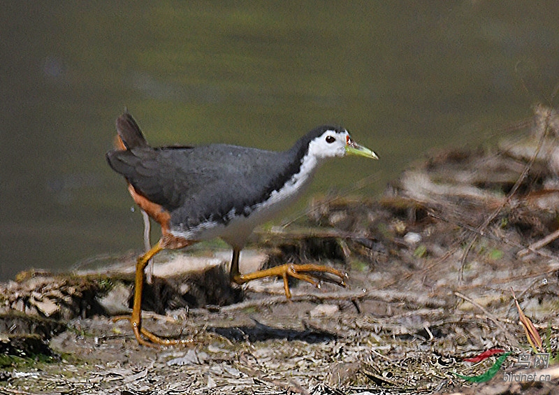DSC_3259-_����.jpg