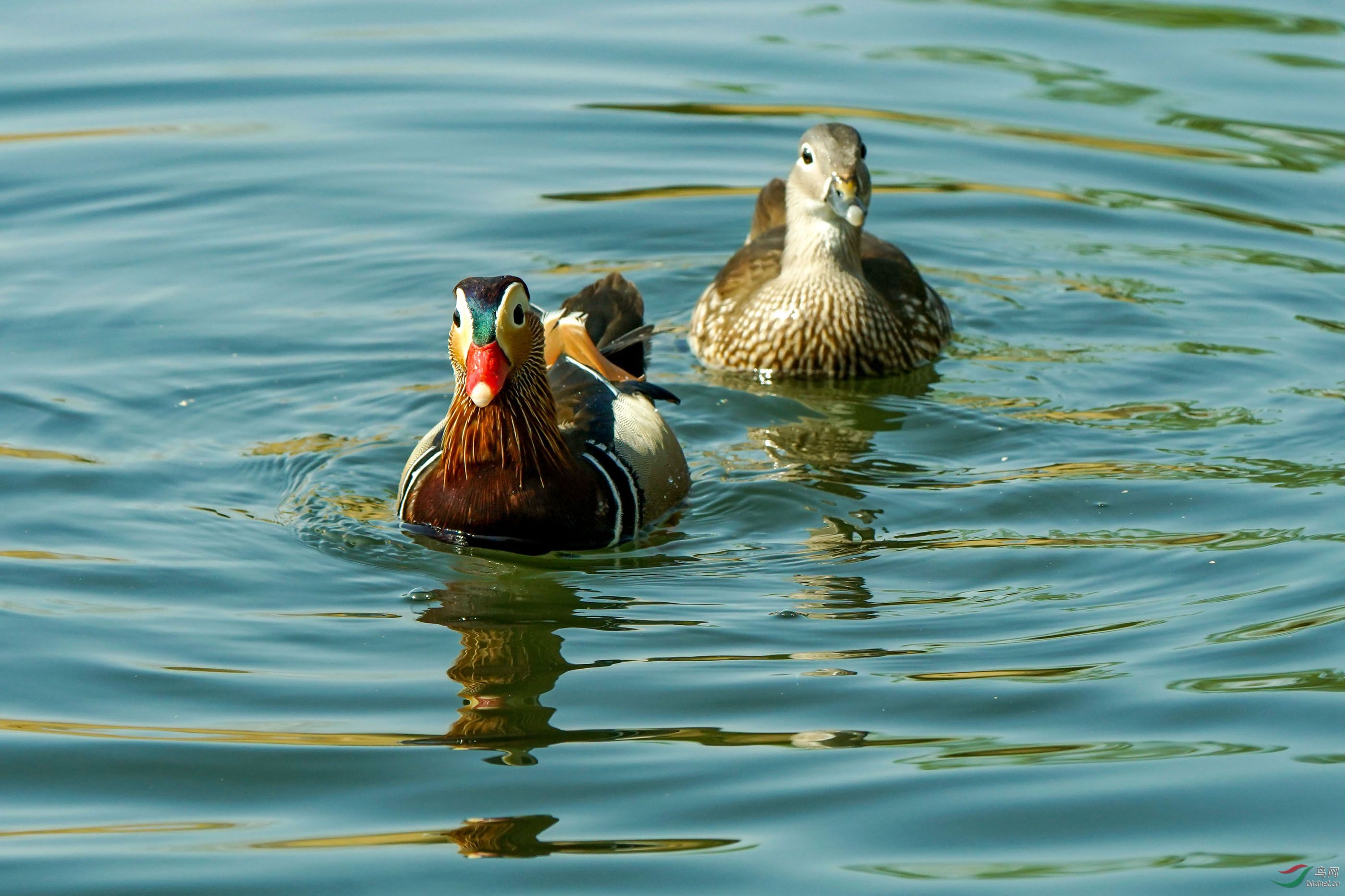 鸳鸯38-2.jpg