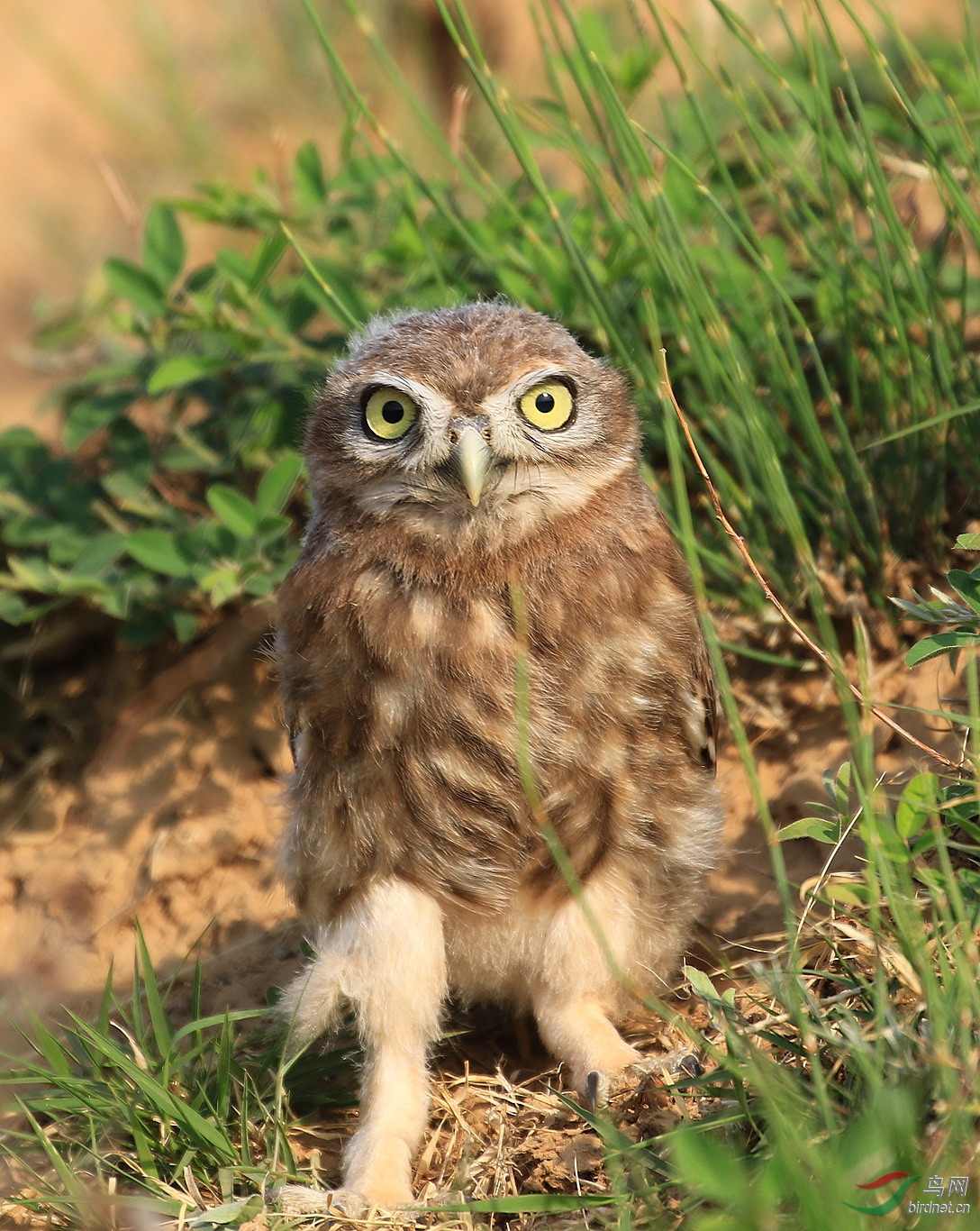 小鸮幼鸟正面照