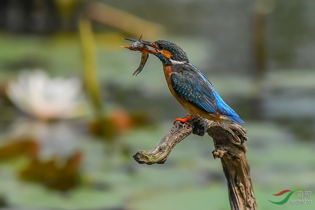 DSC_3966aa.jpg