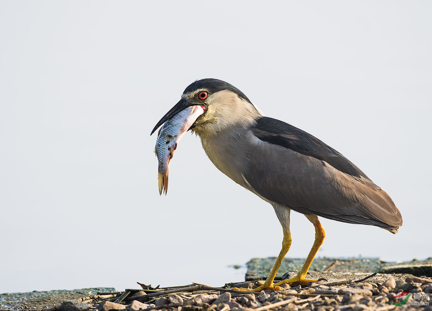 DSC_4705.jpg