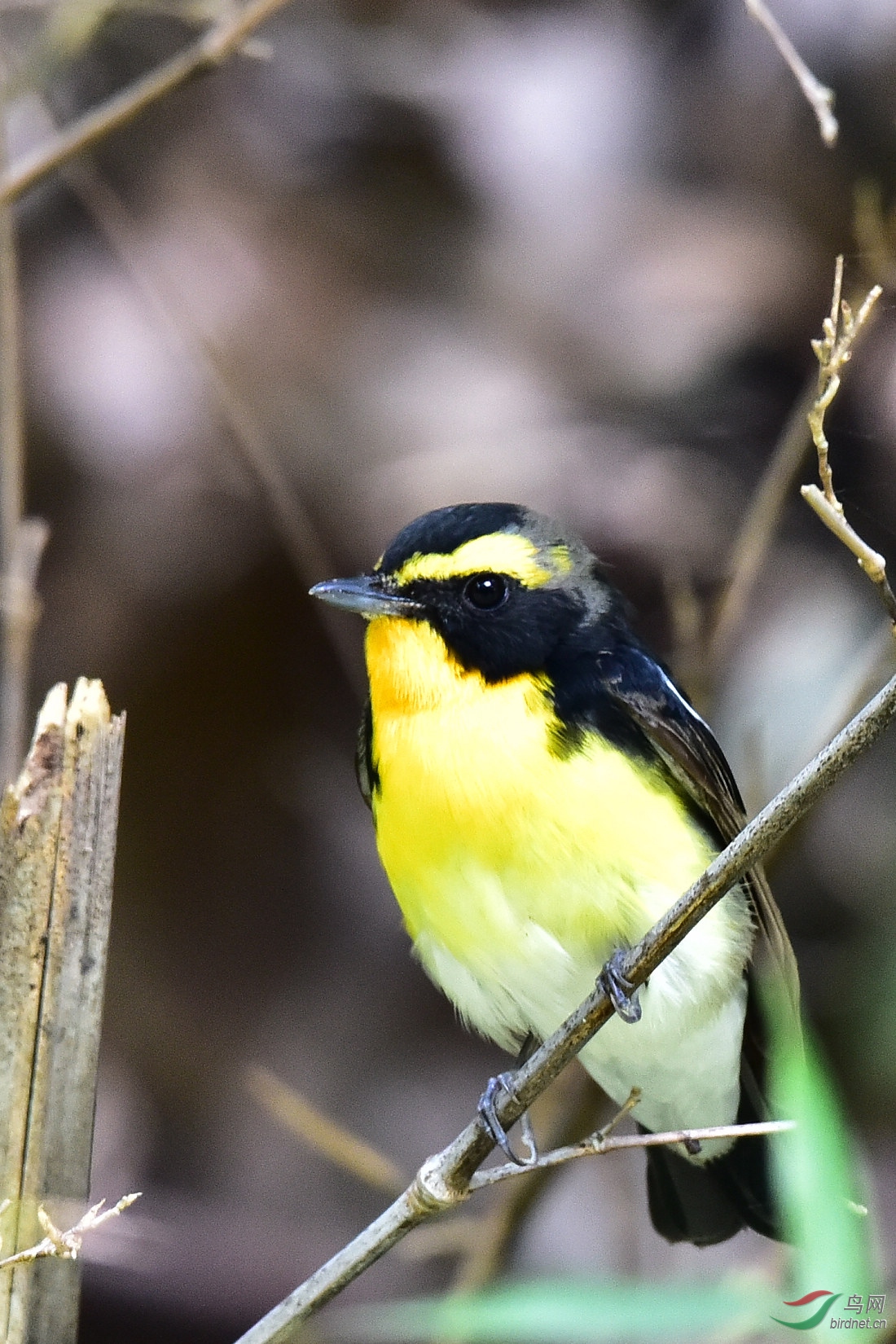 DSC_0012.JPG