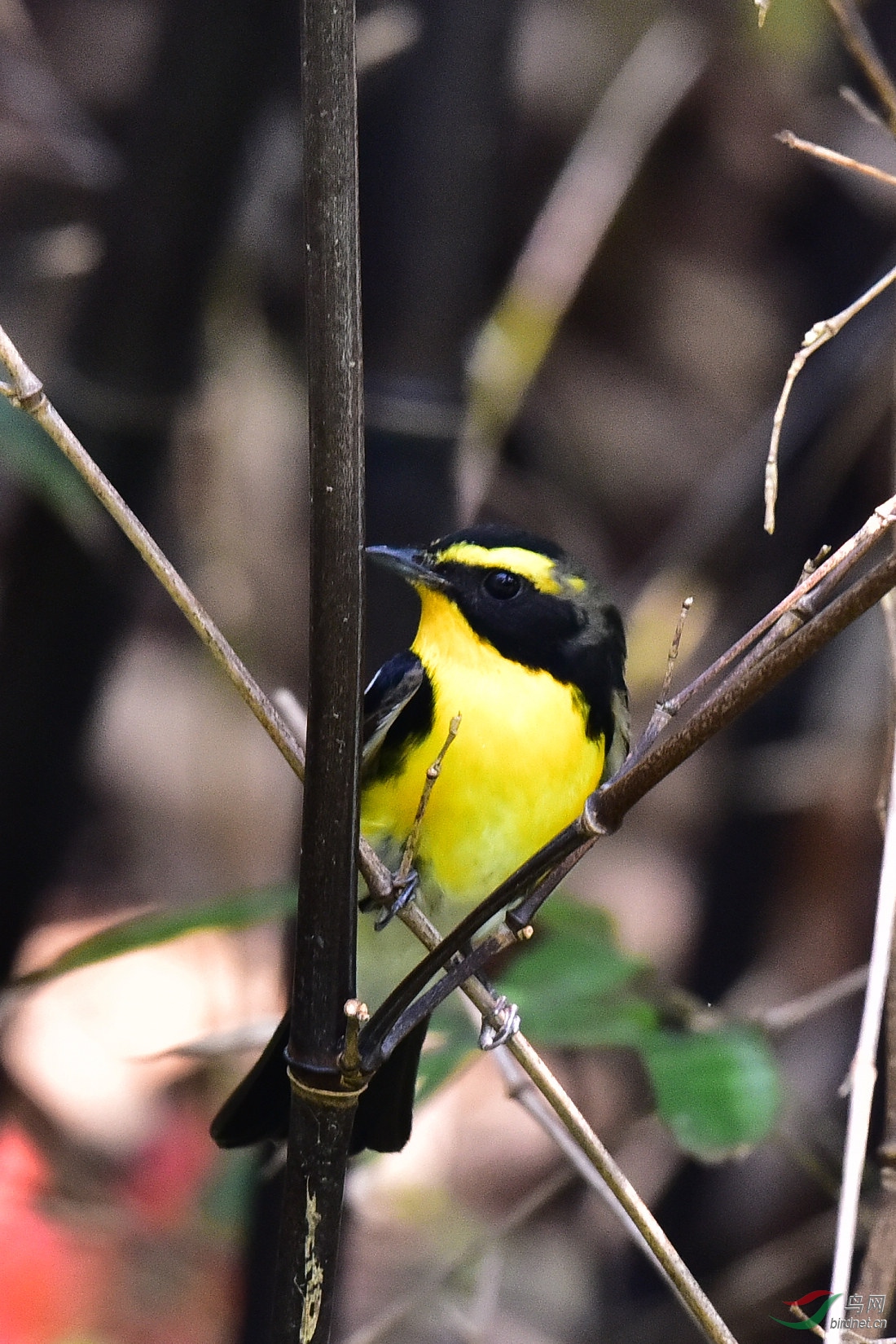 DSC_0017.JPG