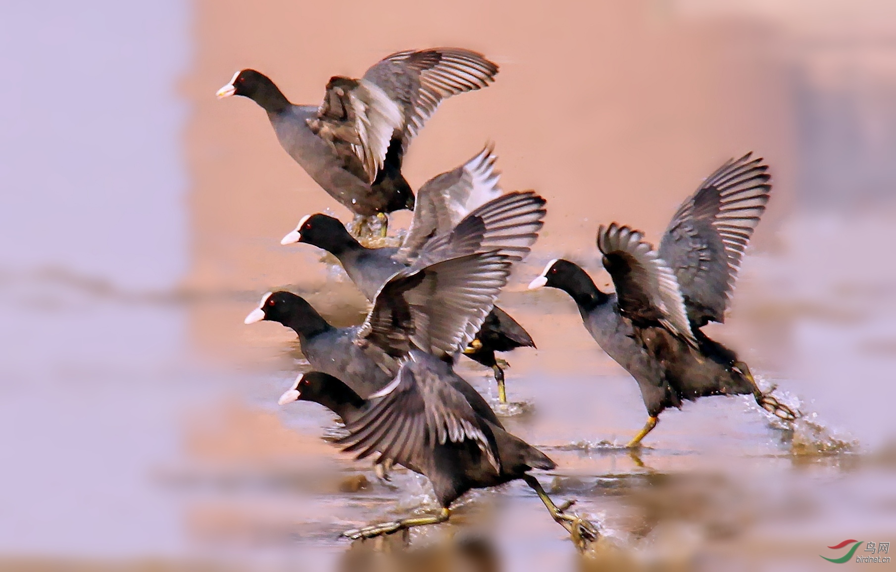 IMG_4288_conew2.jpg