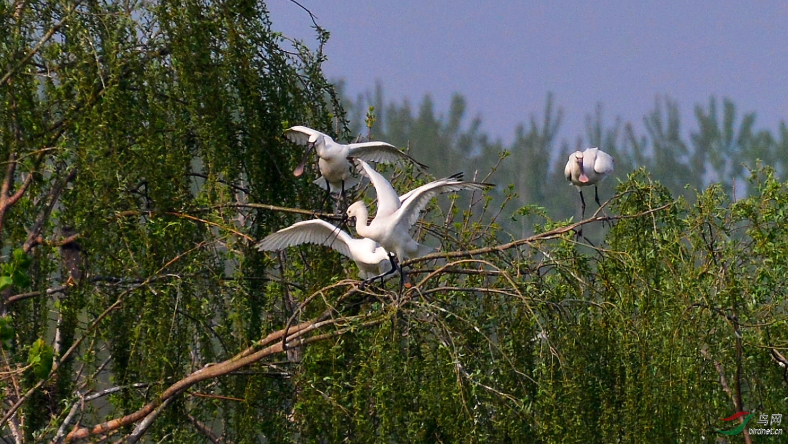 DSC_6337.JPG