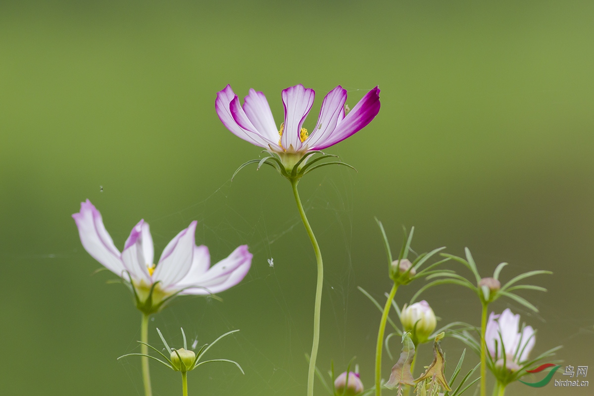 小花花