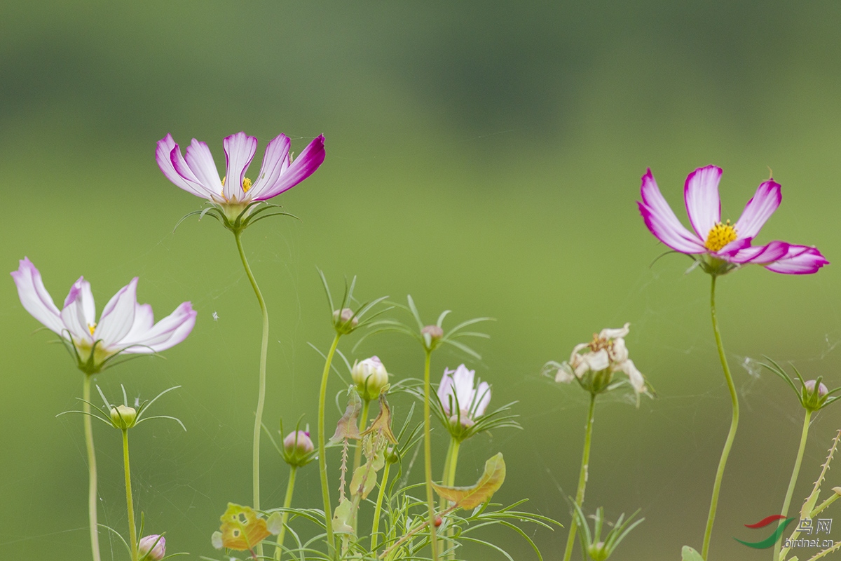 小花花