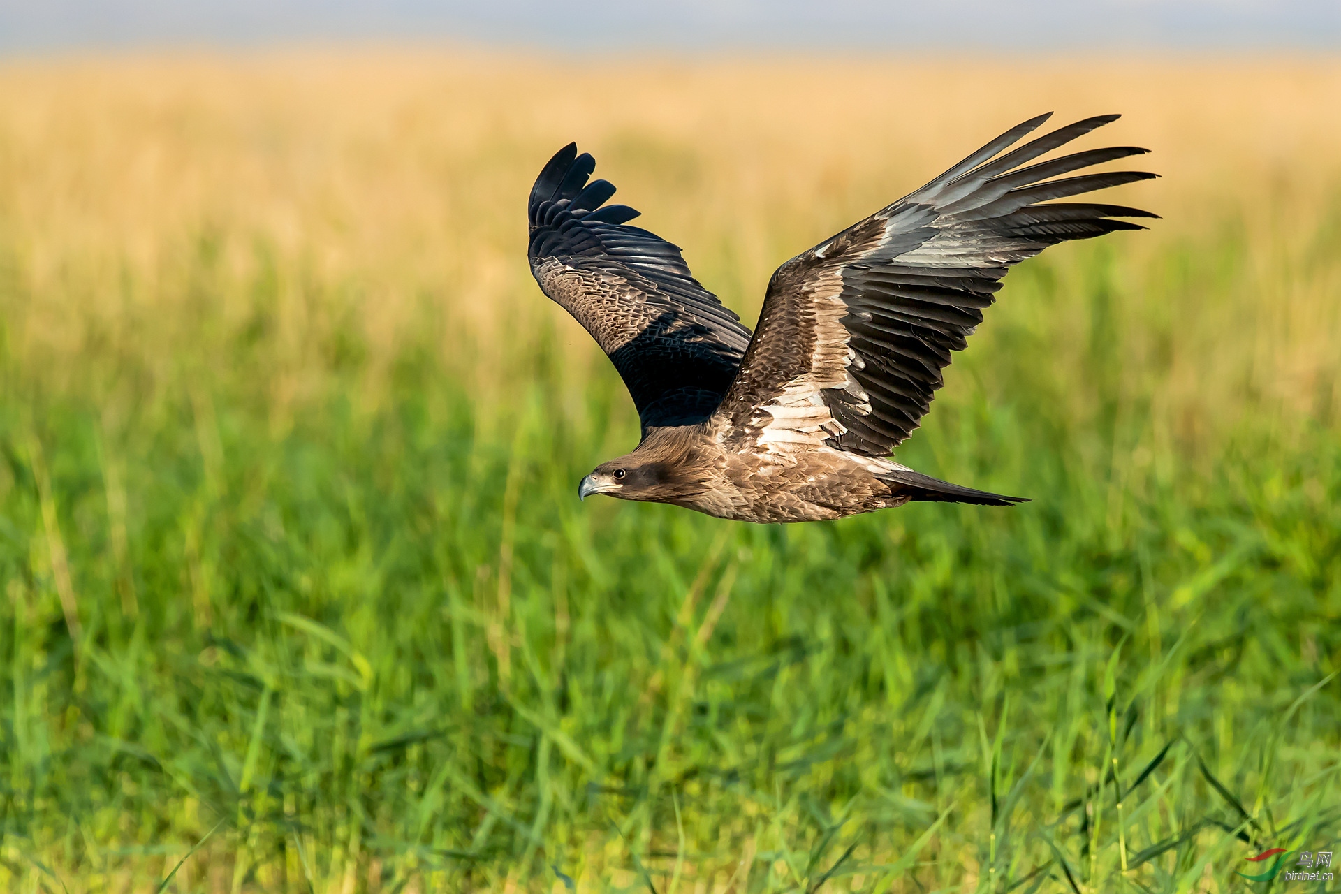 玉带海雕飞行中祝贺荣获首页精华