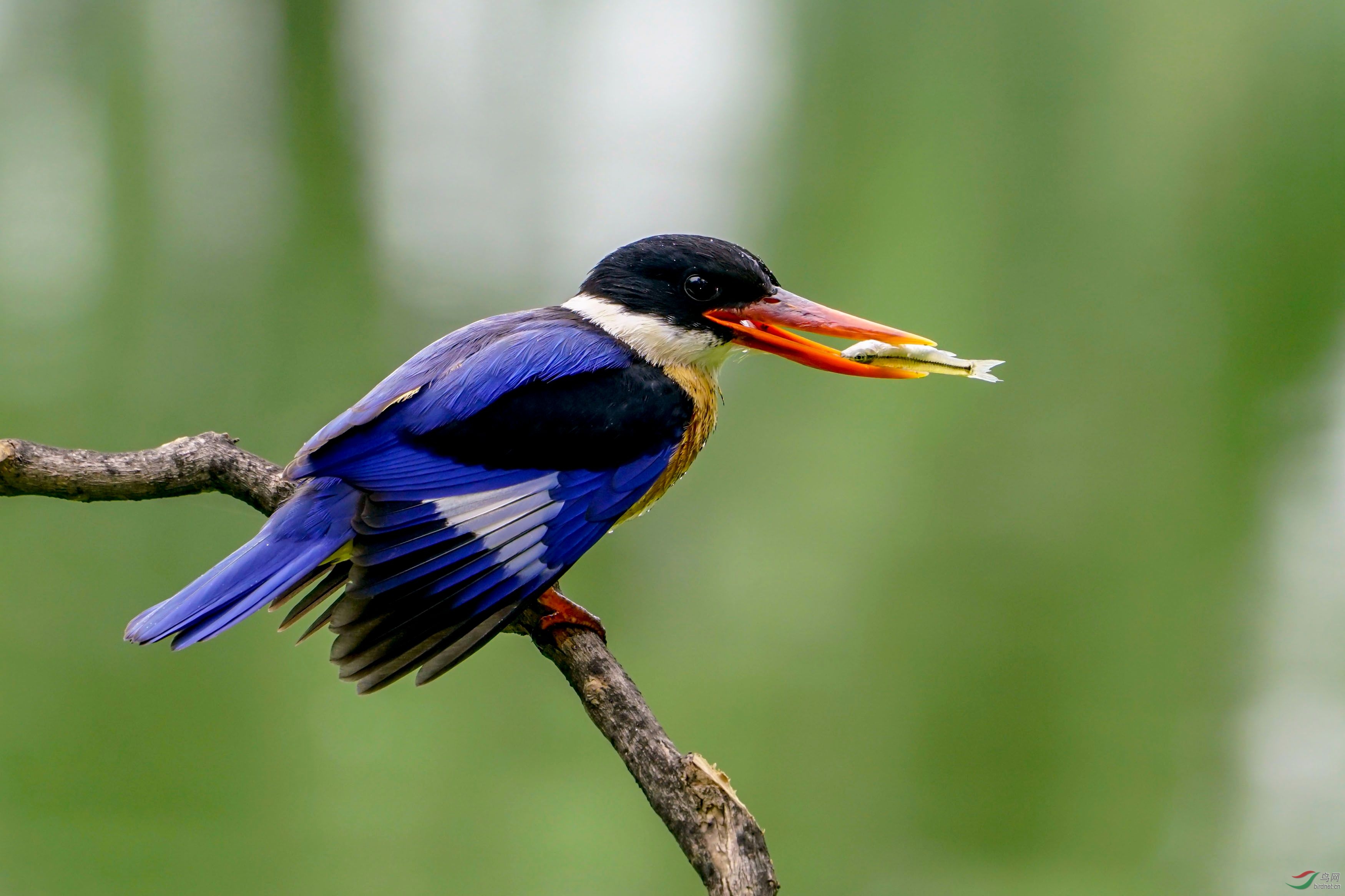 鱼小了点,玩玩再吃吧!