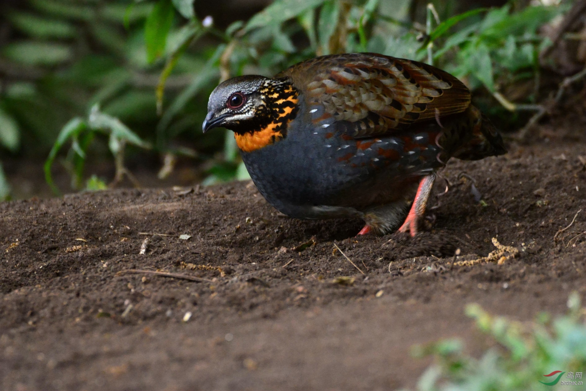 DSC_9514.JPG