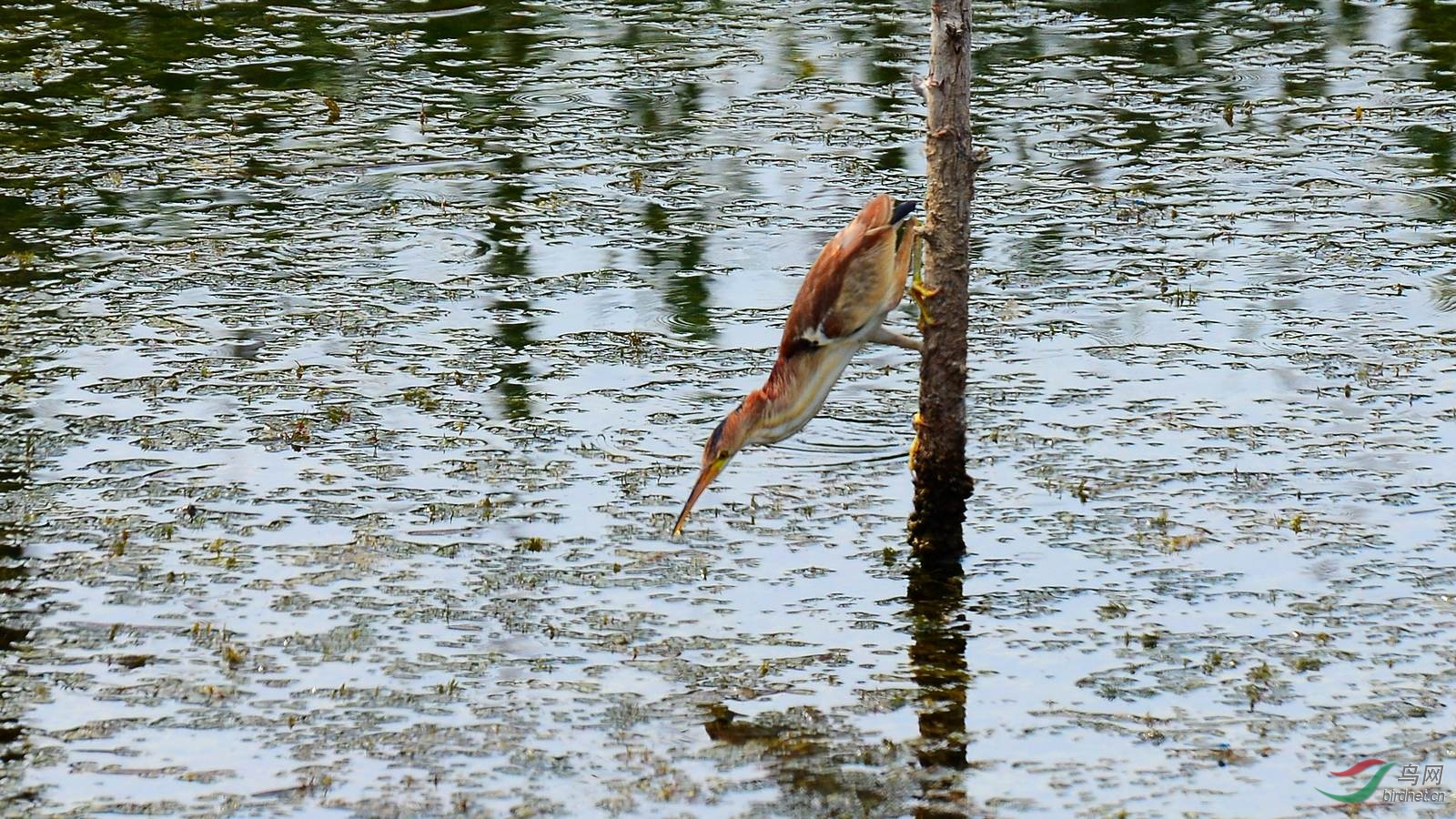DSC_5775.JPG