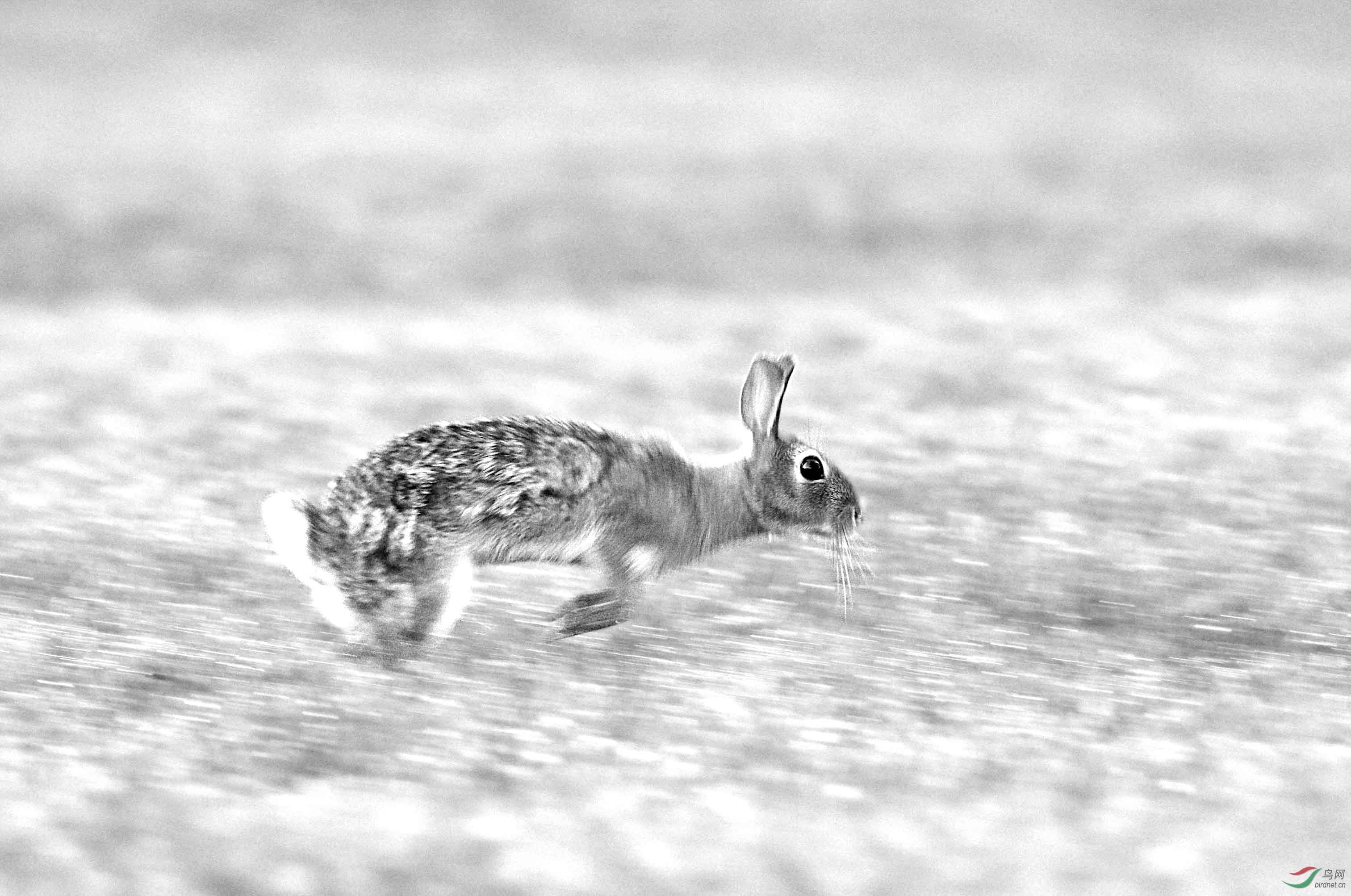 奔跑吧野兔祝贺荣获首页黑白影像精华