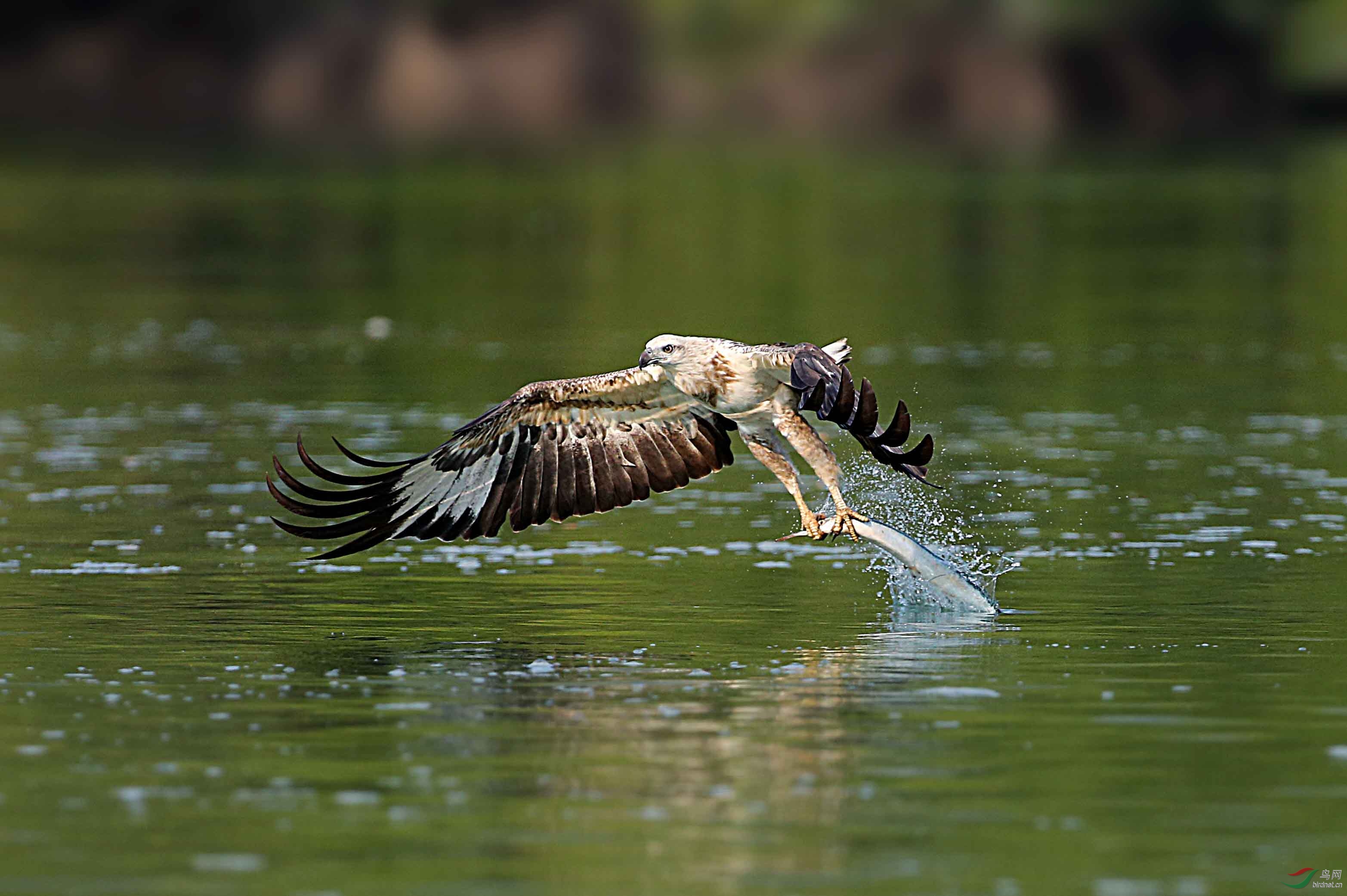 这雕下爪稳准狠