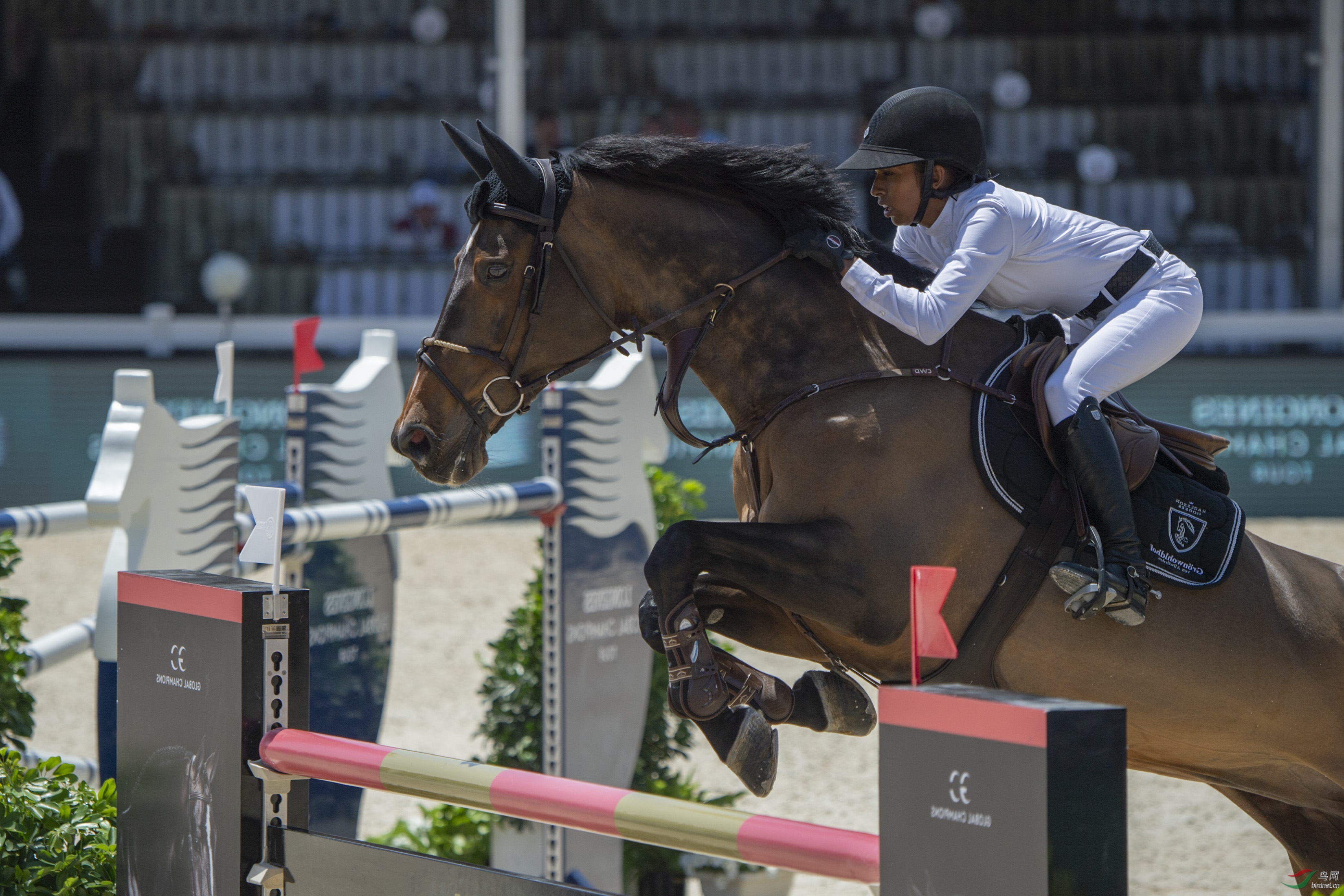 浪琴杯国际马术邀请赛(上海站)花絮
