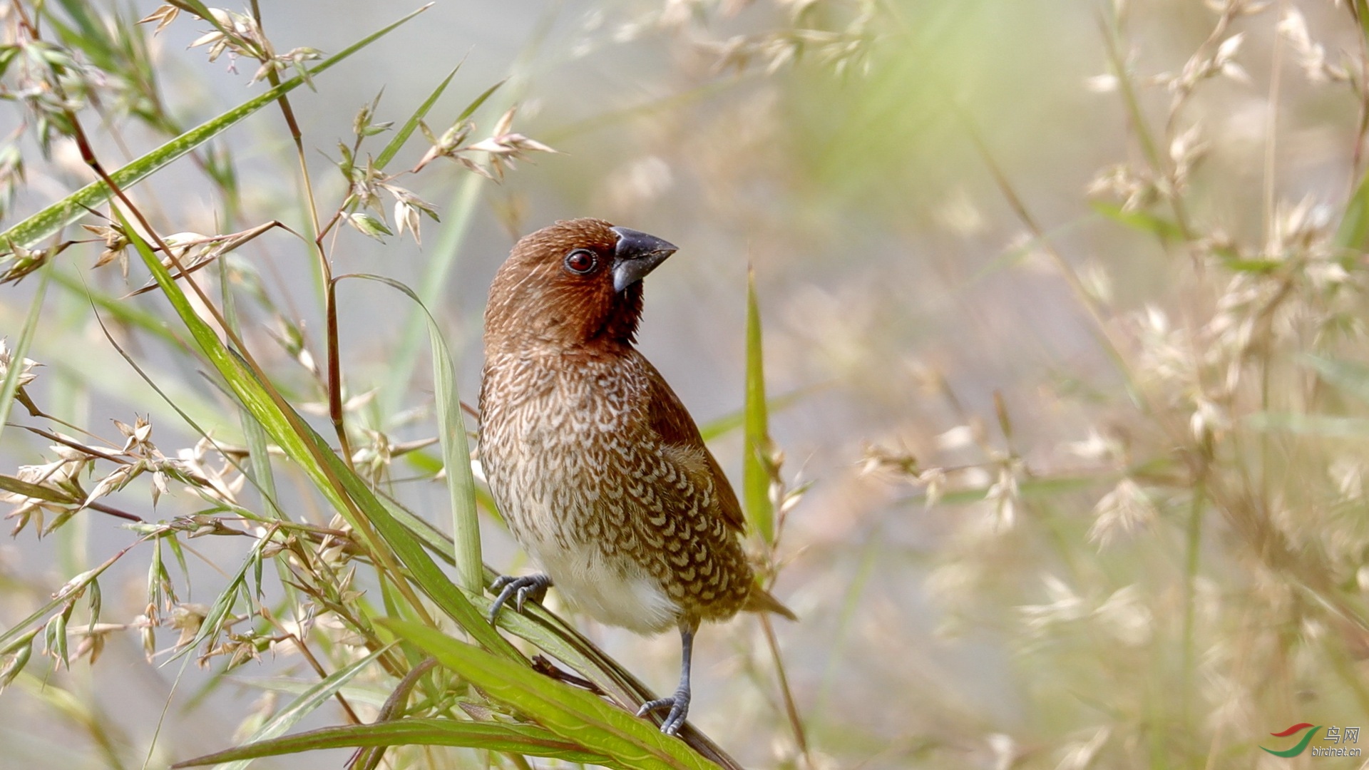 回头一眸斑文鸟