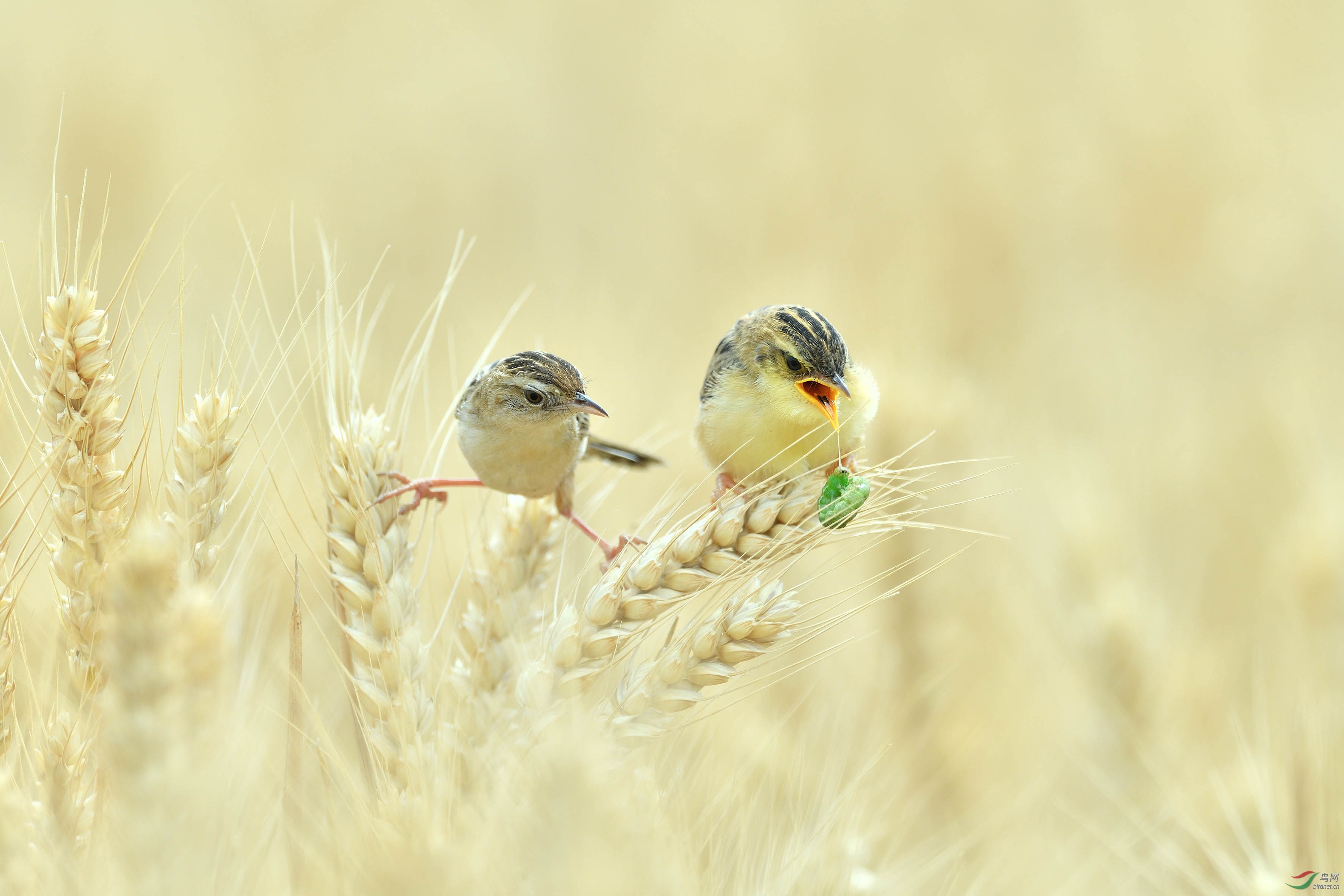 DSC_1103 ��Ƭ.jpg