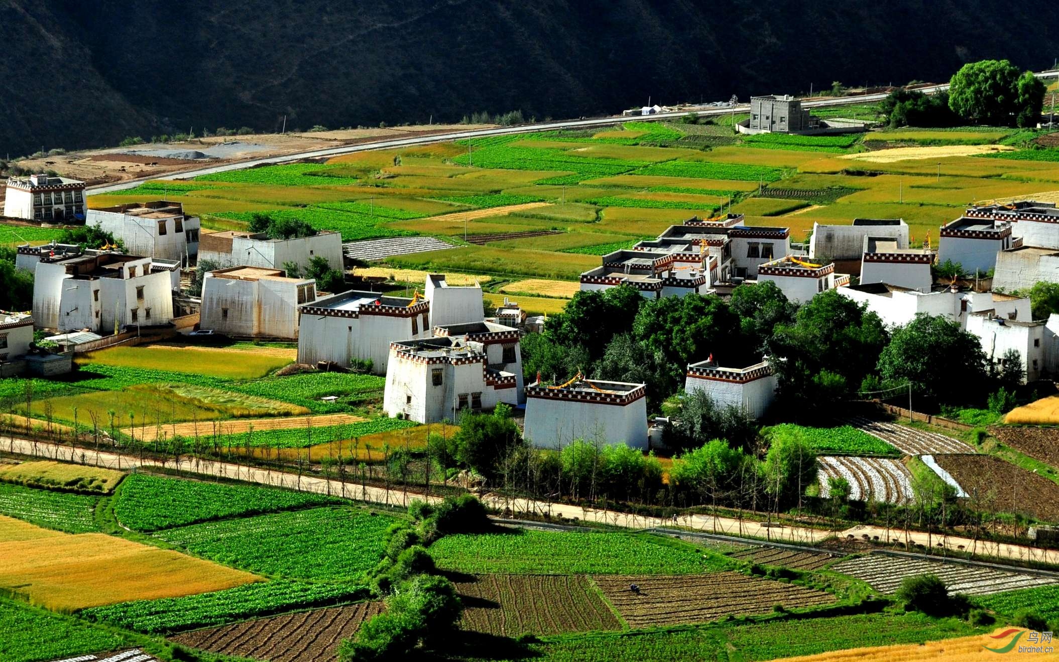 乡城白藏房白珍珠洒落人间