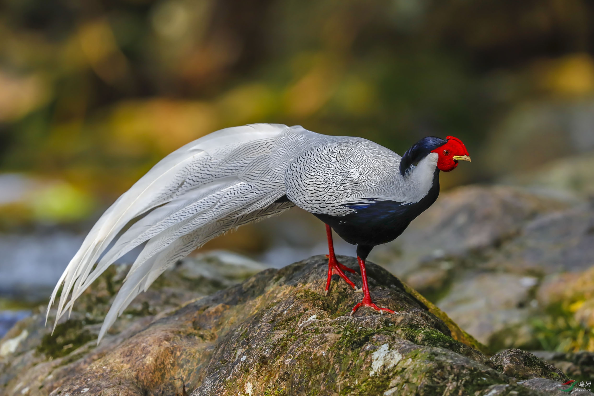 ���� (125)x.jpg