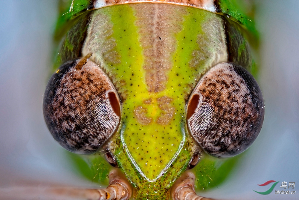 蝗虫的单眼和复眼图片