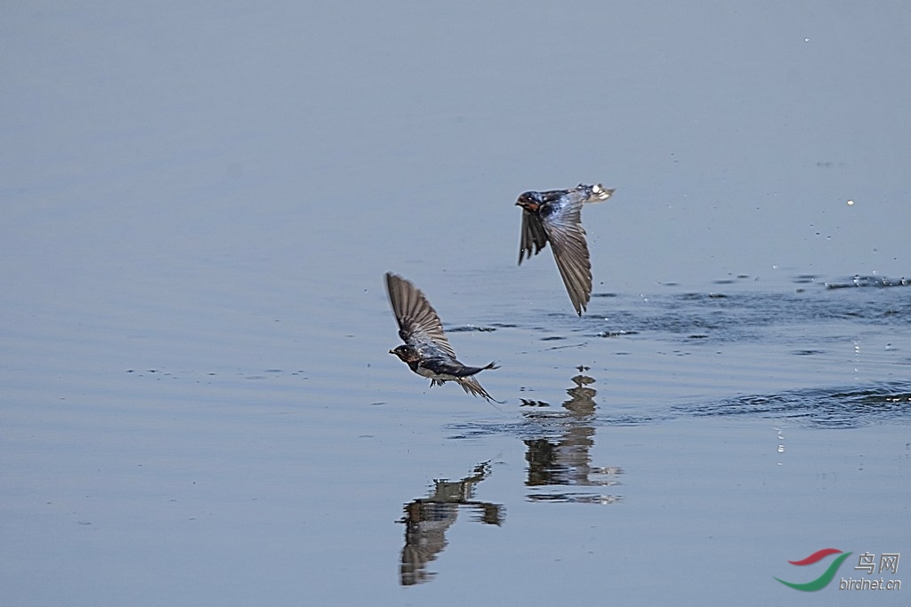 双燕戏水