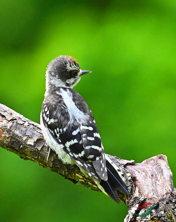 绒啄木鸟的幼鸟