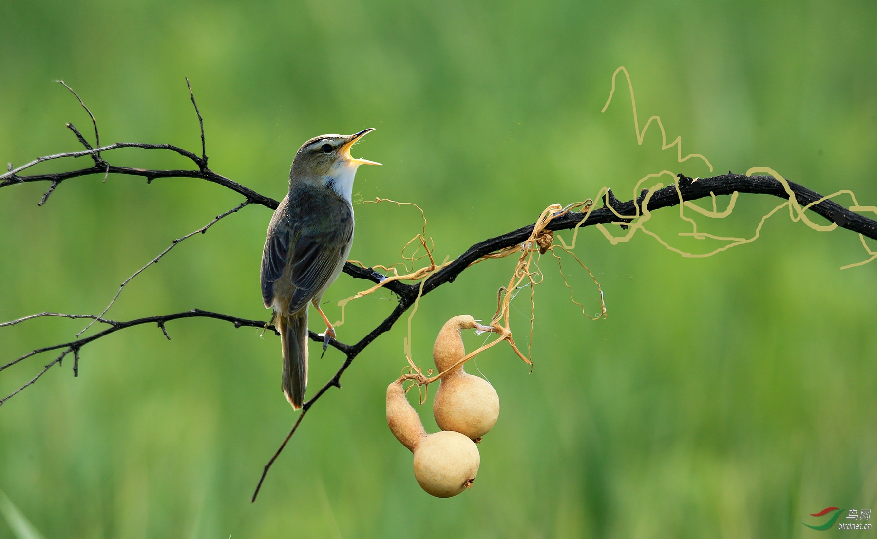 端午节拍的大苇莺9