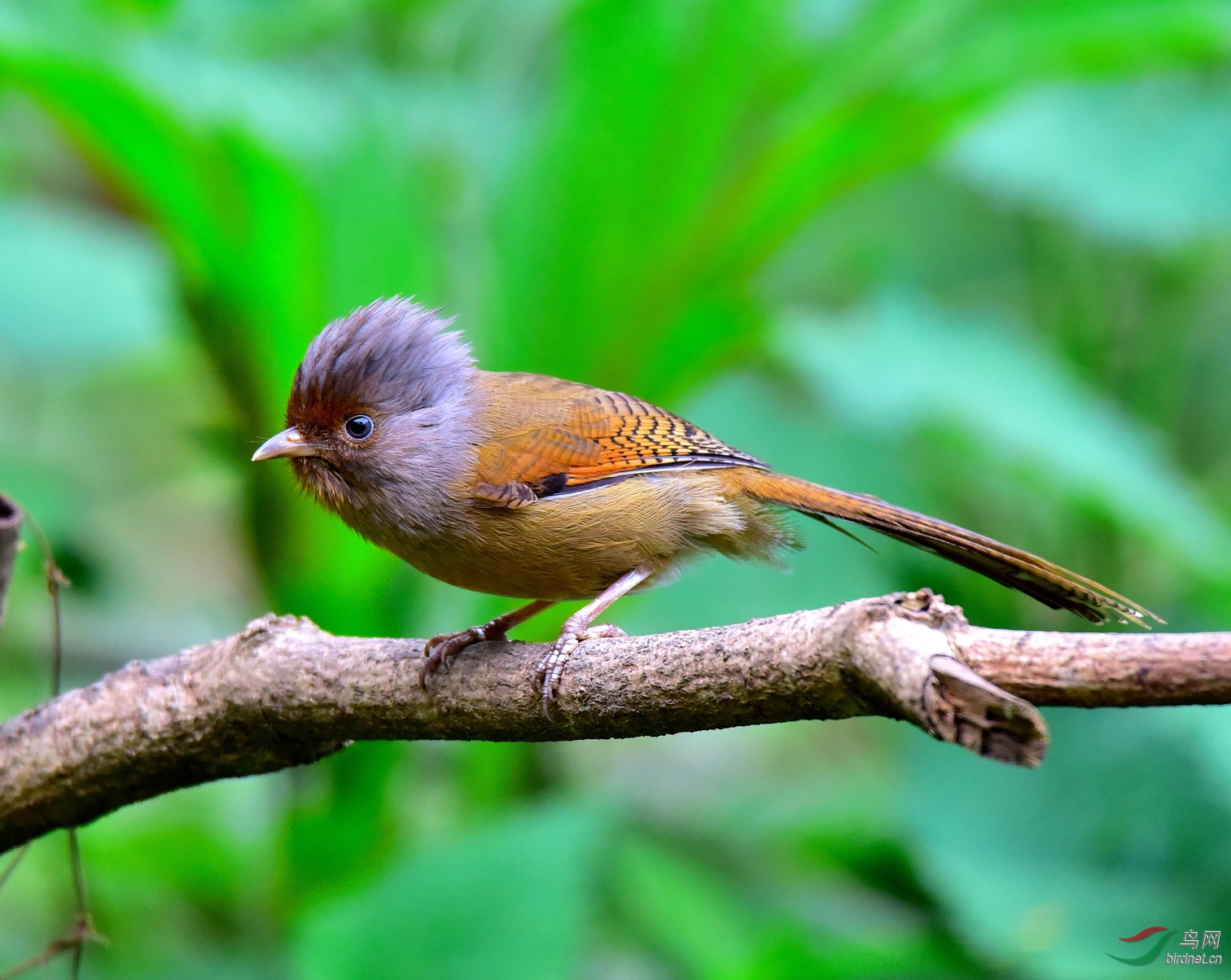 谢谢老师浏览指导!