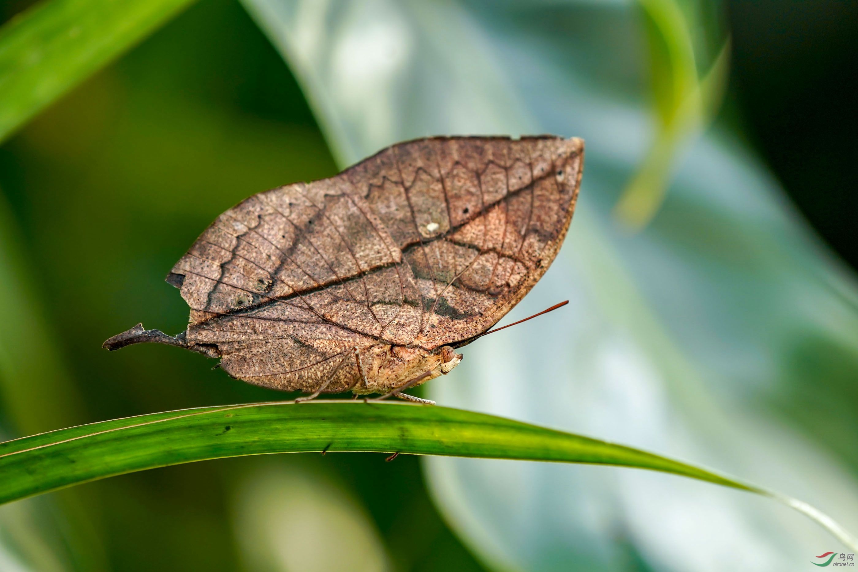 酷似枯叶的彩蝶