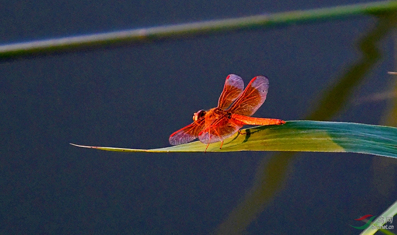 D50_3462.jpg