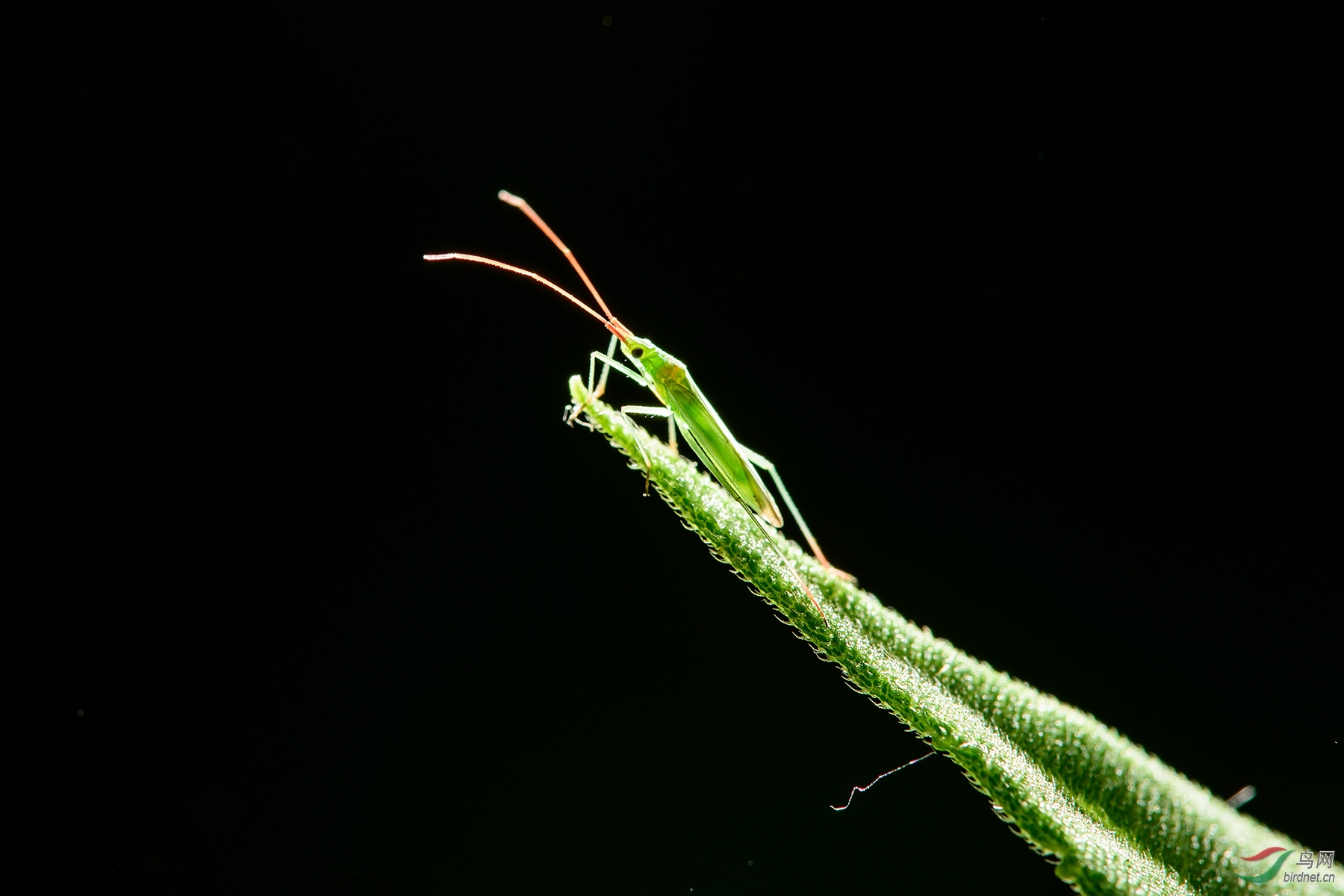 红眉小绿蝽