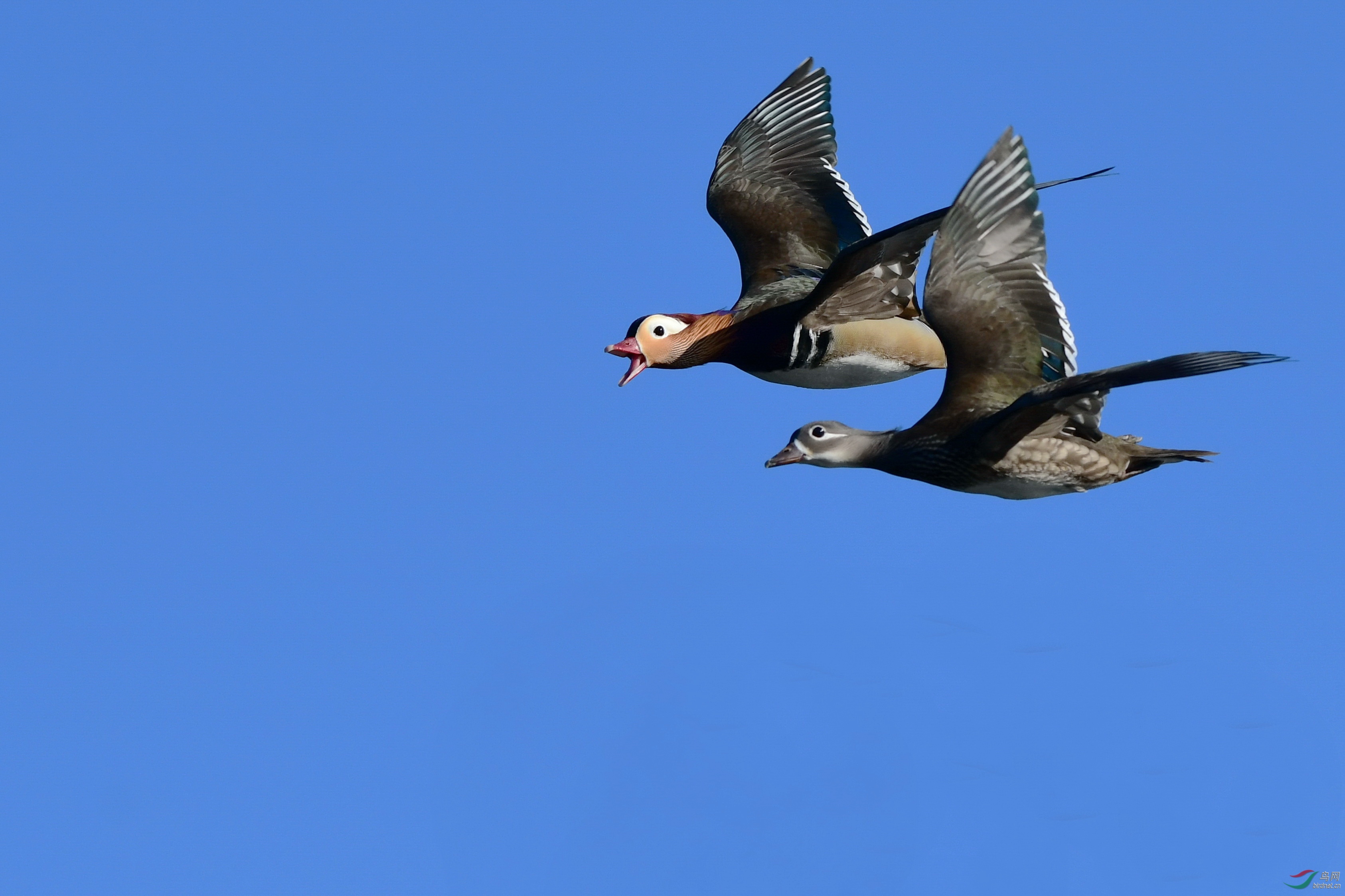 樱洲雁水喜相会