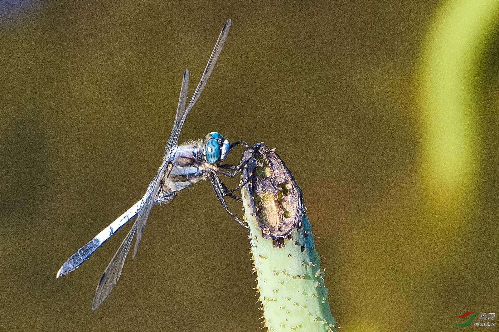 _D4S4059_4531a.jpg