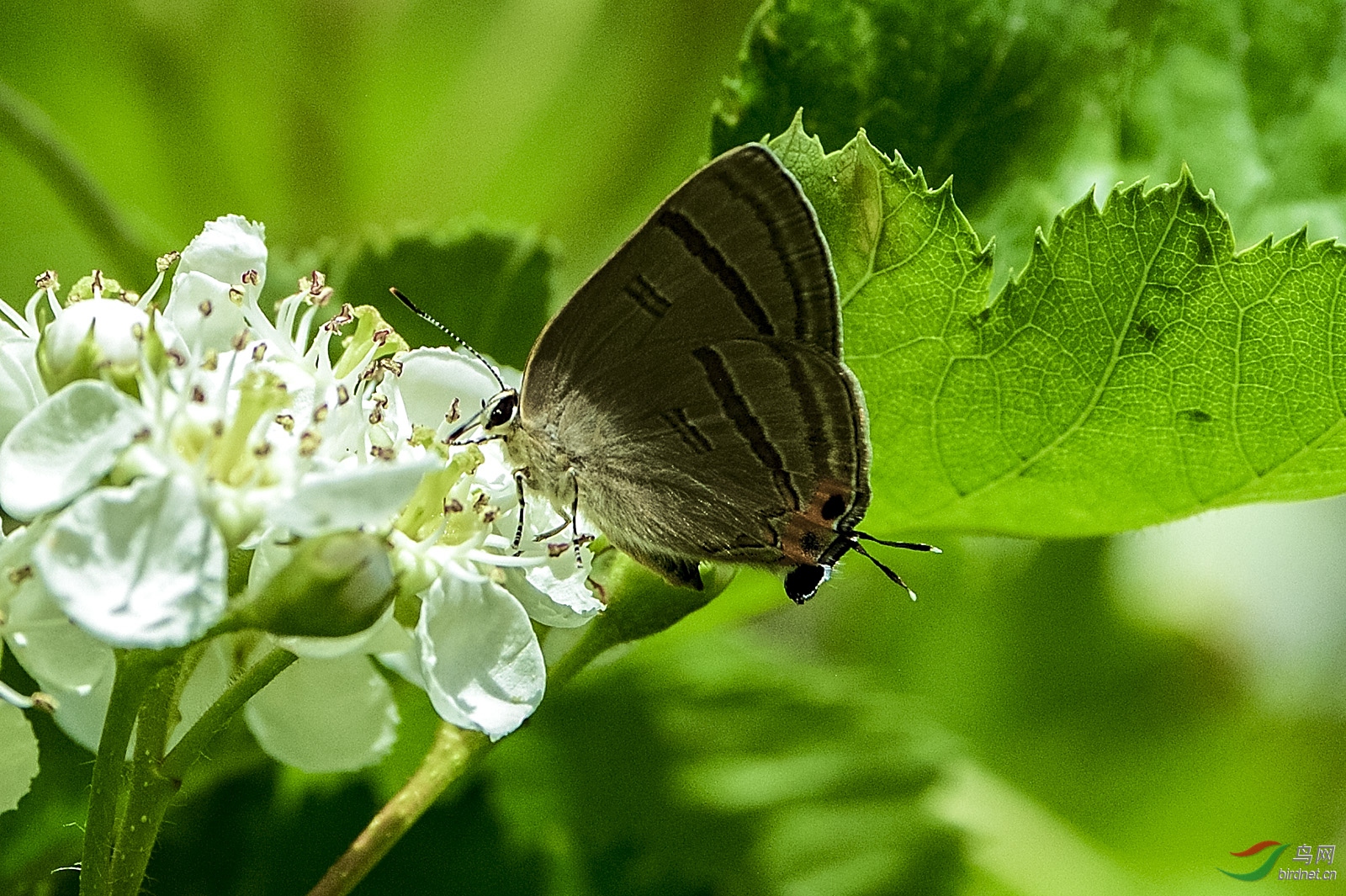 _D4S7965_18379a.jpg
