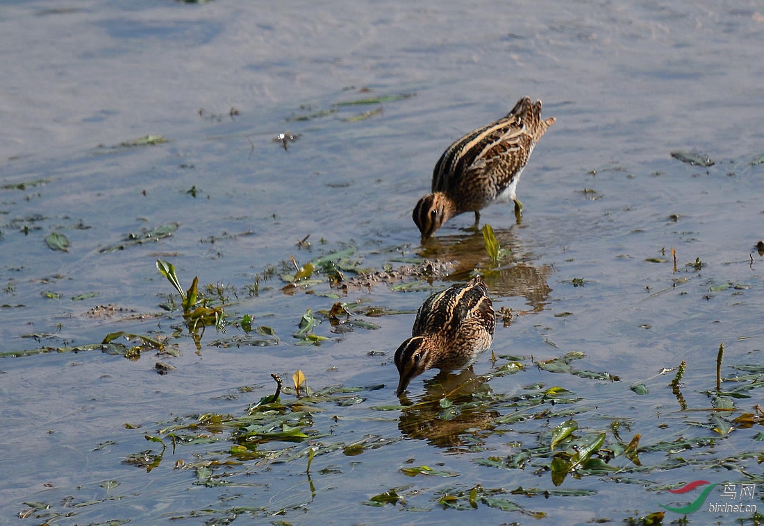 DSC_8209.JPG