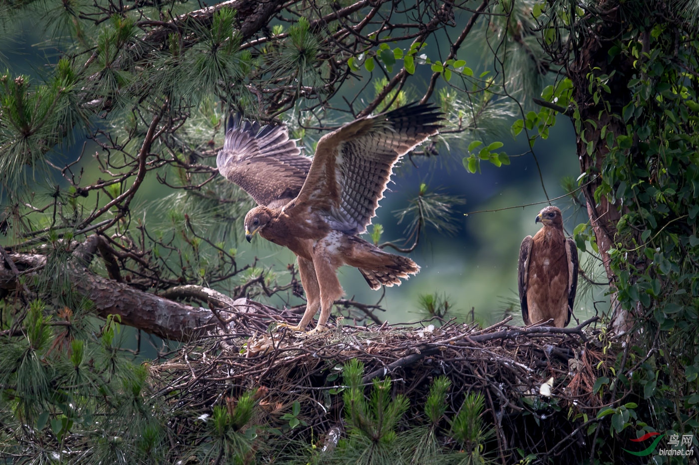 正在学飞的白腹隼雕