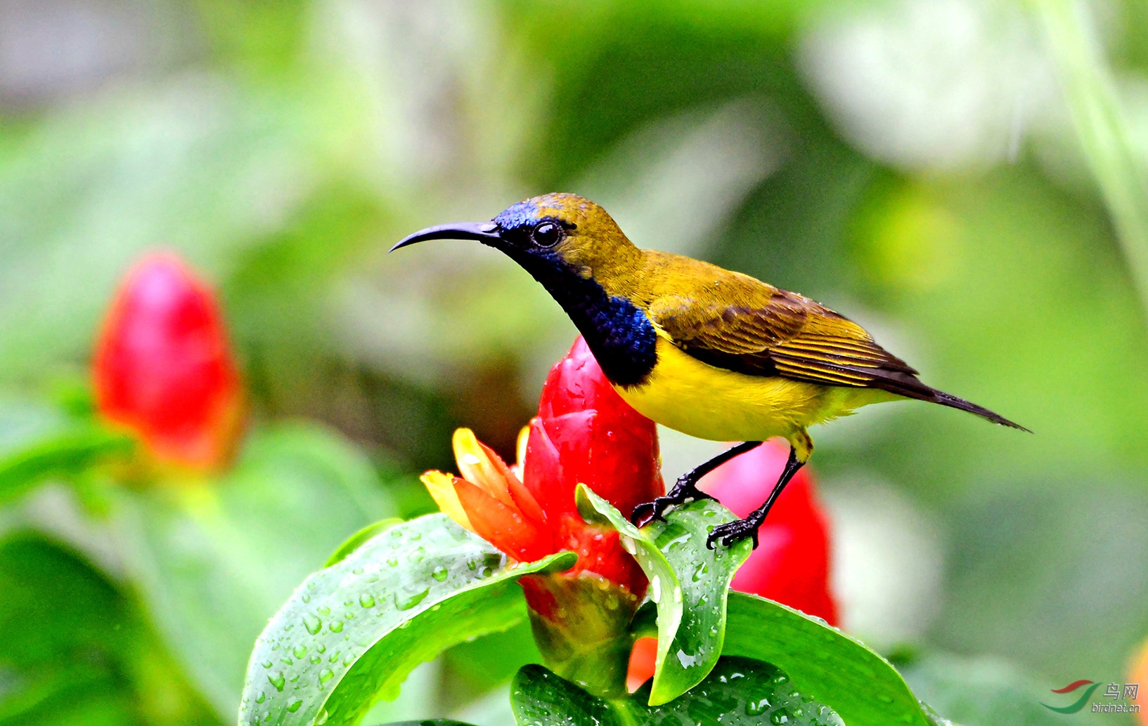 7.��ʢ����ʳ���Ƹ�ʳ����317AM.jpg