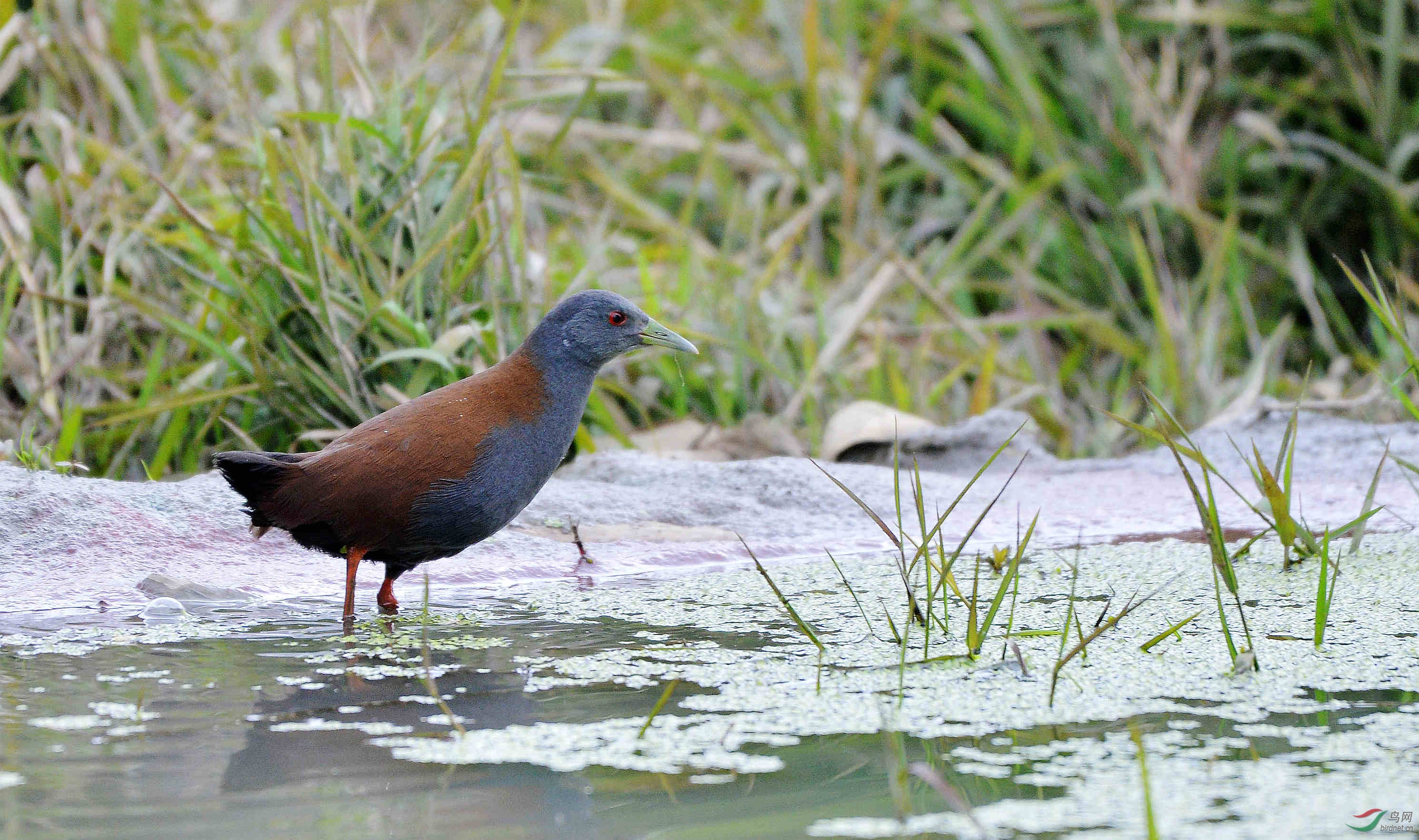 清晨棕背田鸡来觅食
