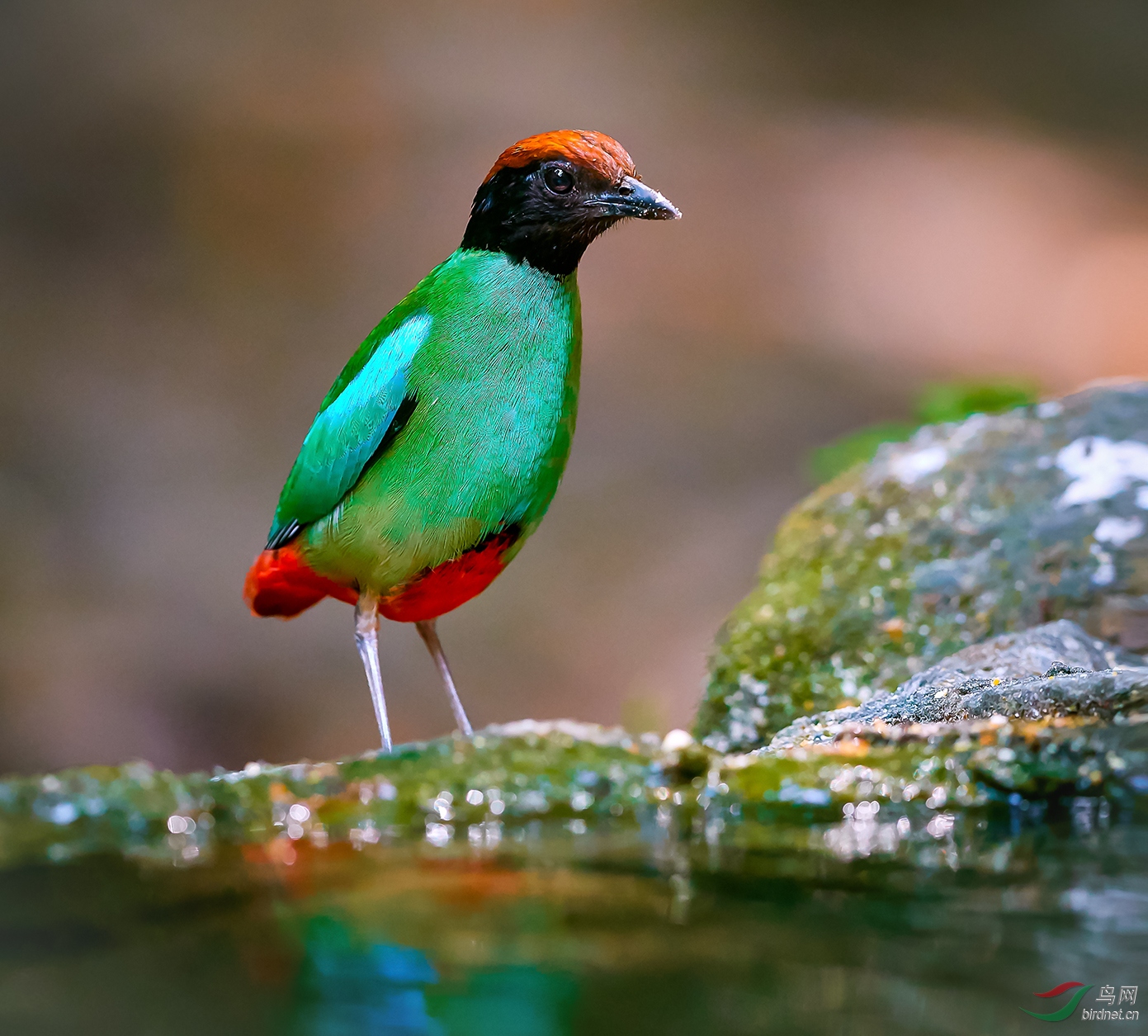 神采奕奕(绿胸八色鸫)