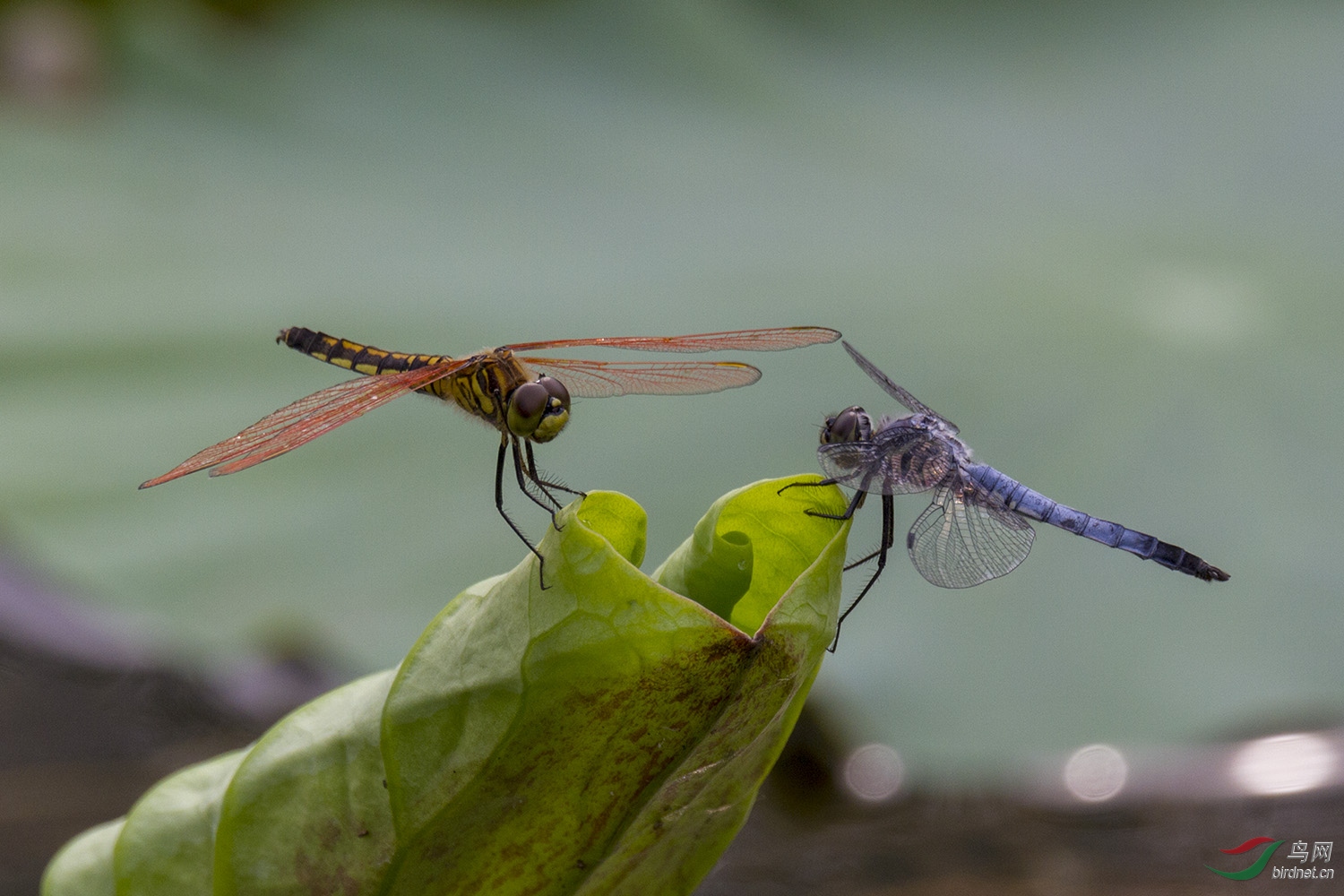 _MG_1363.jpg