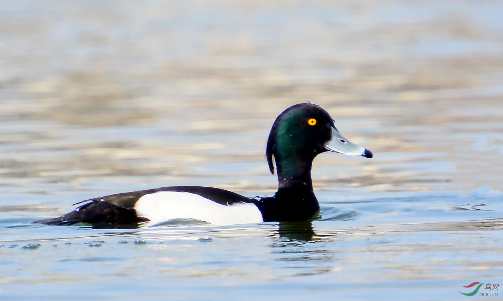 DSC_3344_conew1.jpg