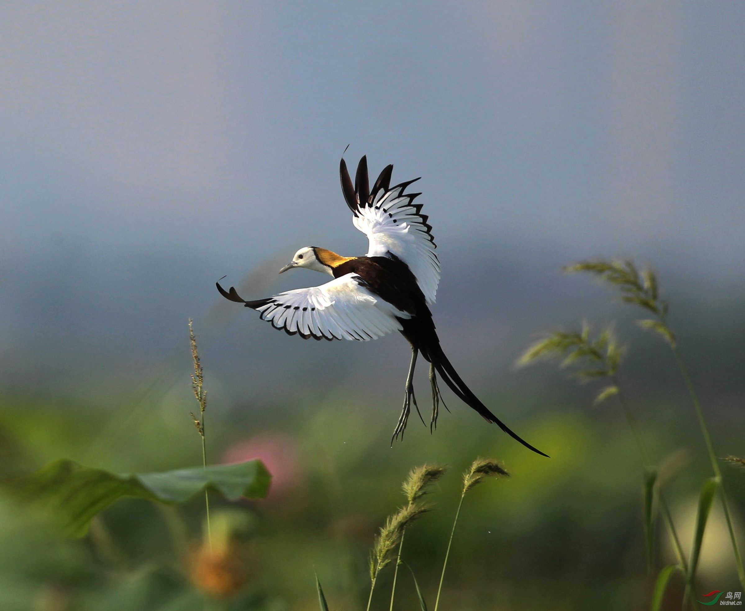草上飞(恭贺老师佳作荣获首页鸟类精华)