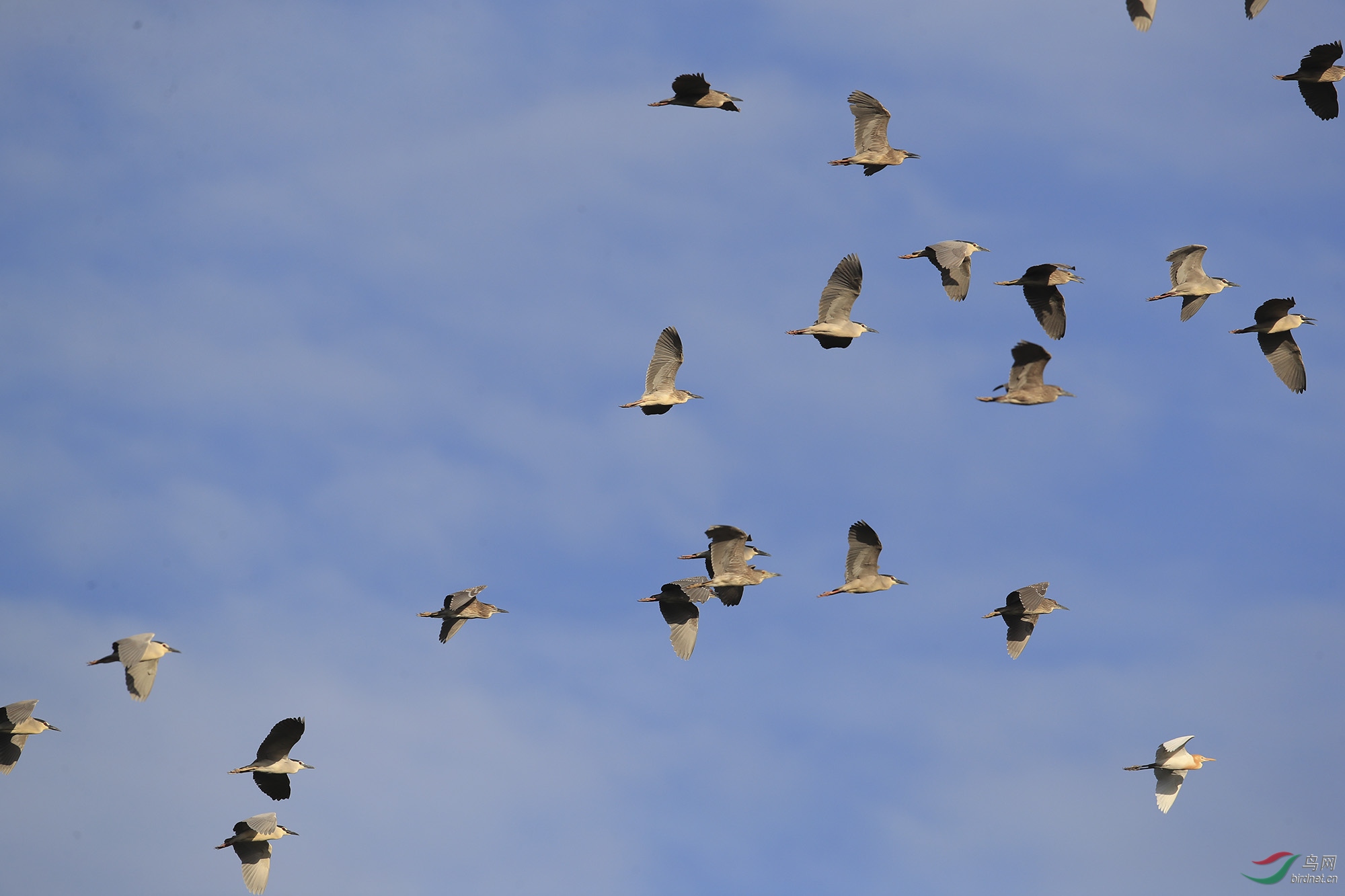 BT1I0542---  (20).jpg