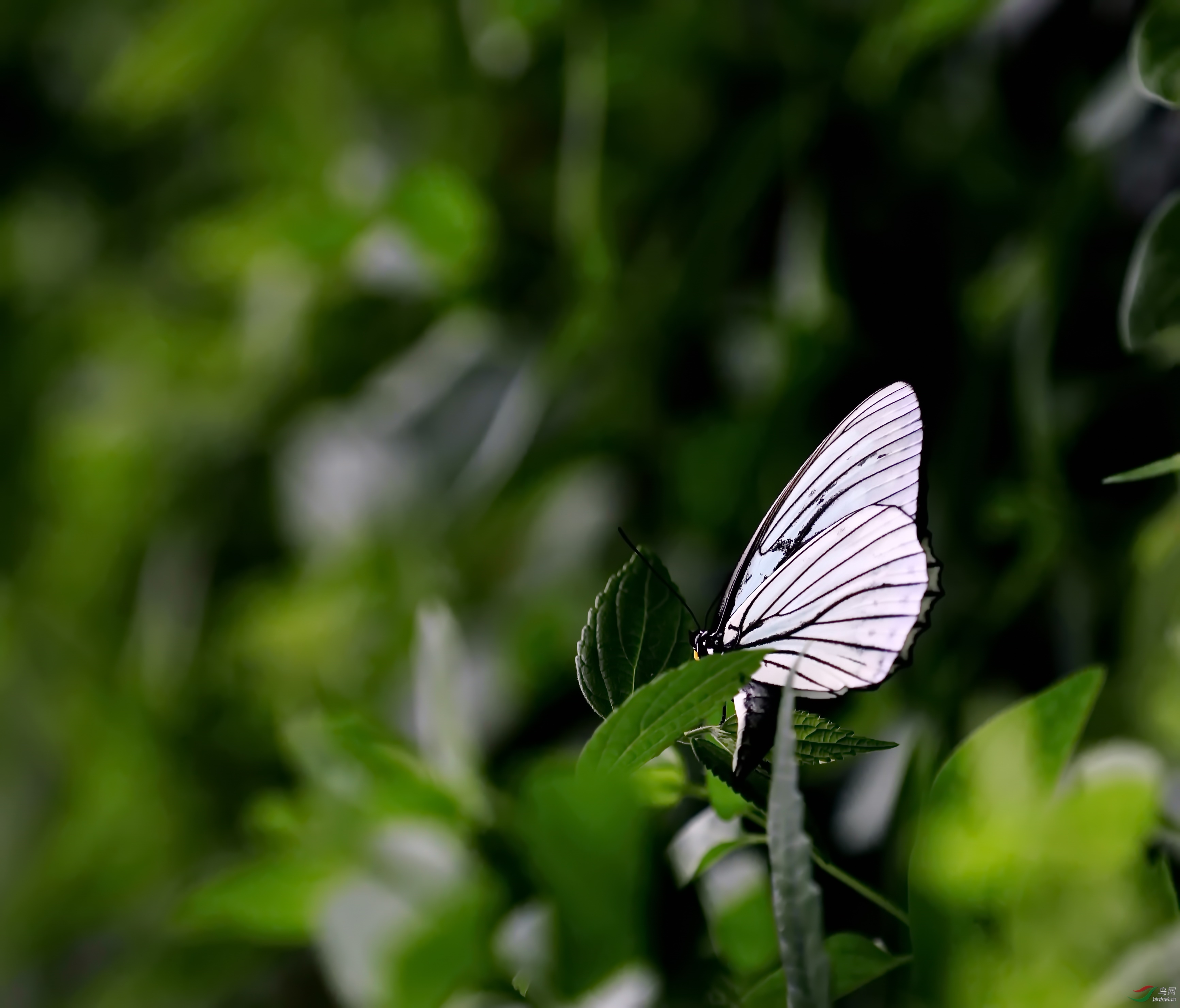 白蝴蝶