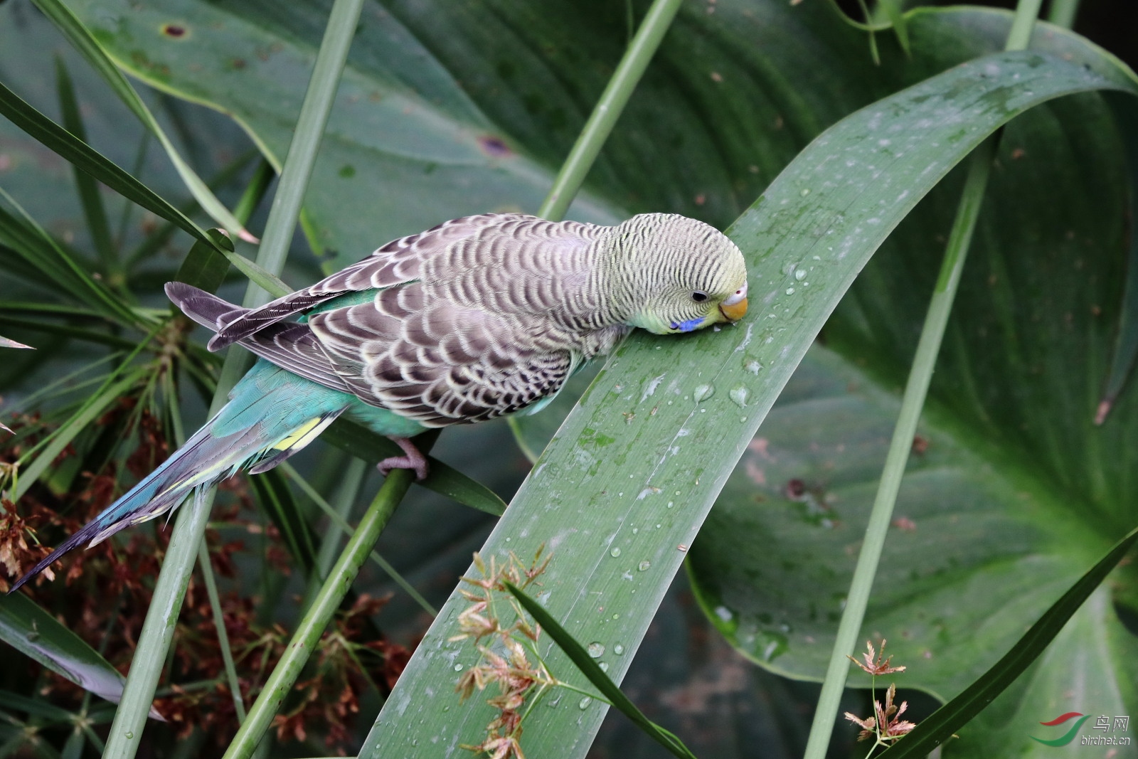 IMG_0068.JPG
