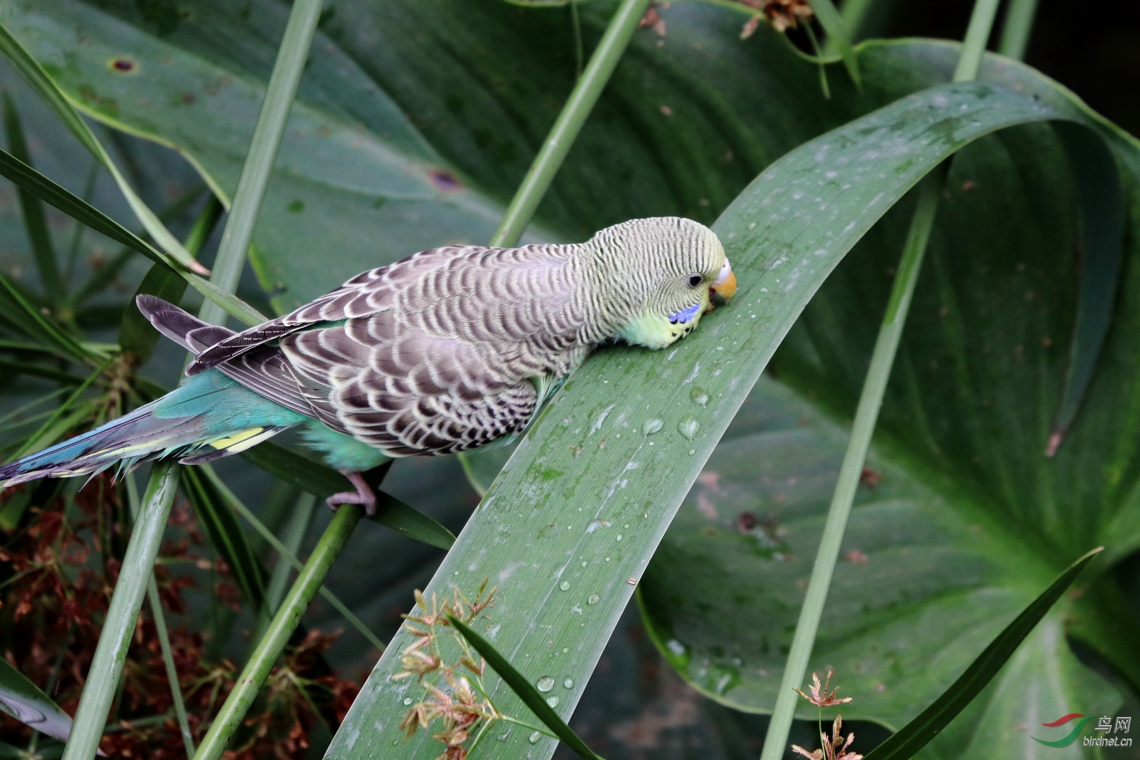 IMG_0069.JPG