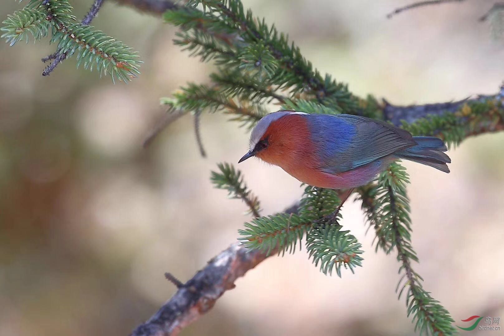 _2018121814302327 (12).jpg