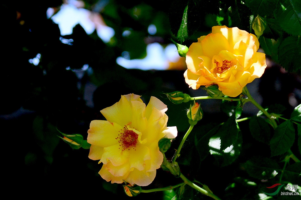 DSC_3391.JPG